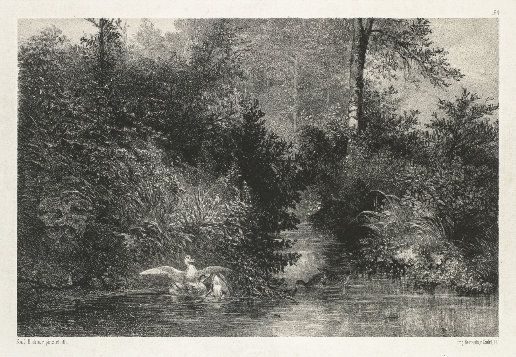 Ducks floating on a still pond, watercolor by Karl Bodmer