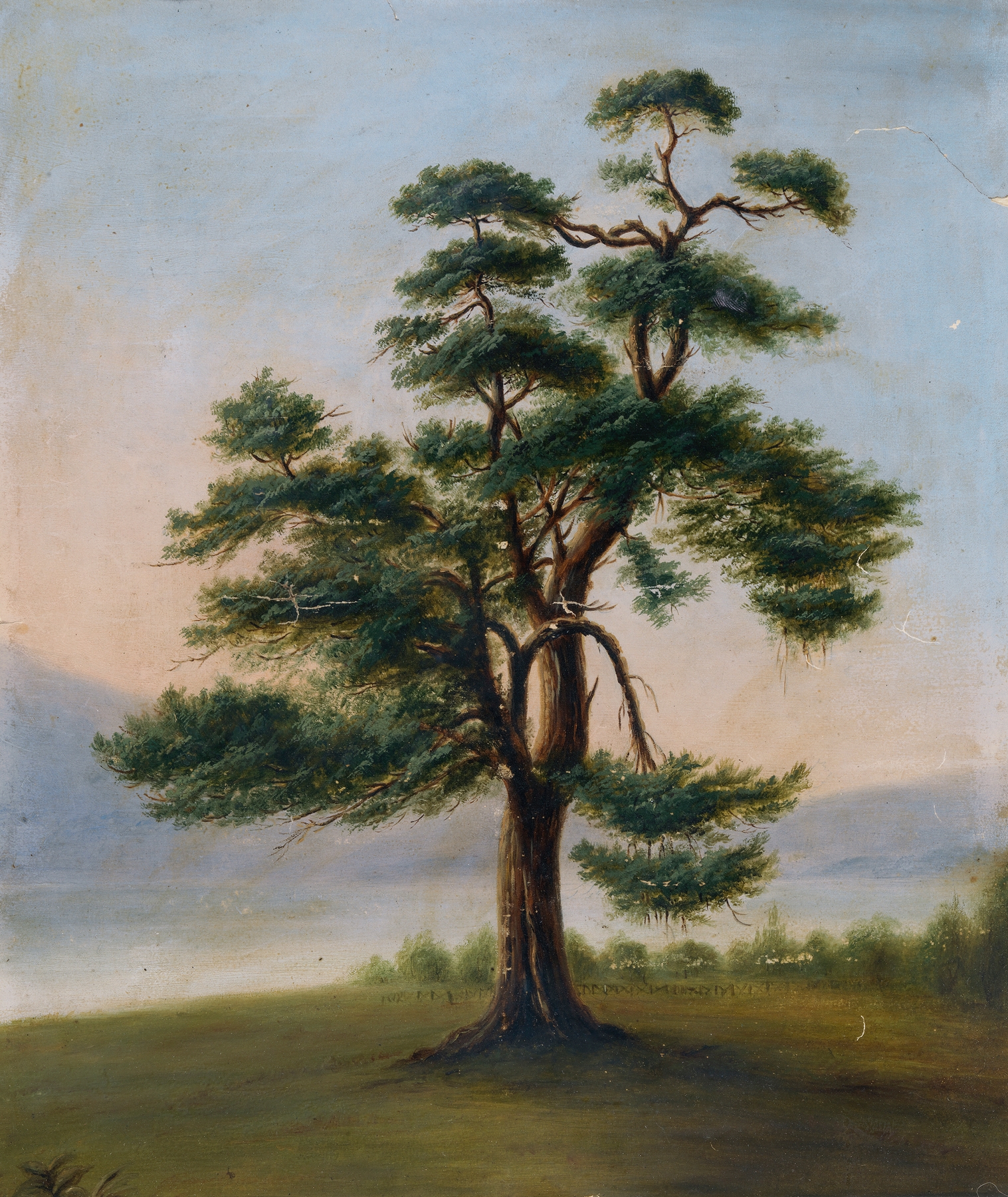 Cedar Tree, oil on canvas by F. Bindon Burton, featuring a grand cedar tree and dappled light.