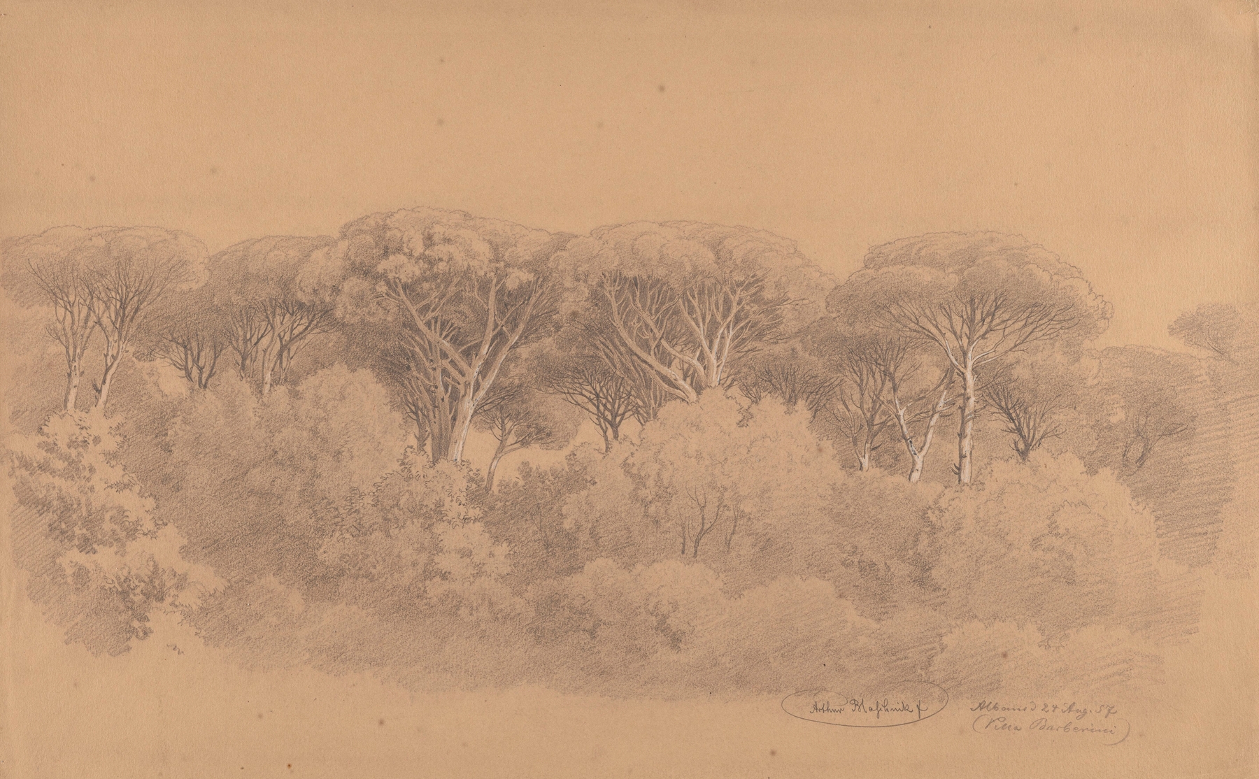 Stone Pines in the Gardens of Villa Barberini in Albano, by Arthur Blaschnik, public domain