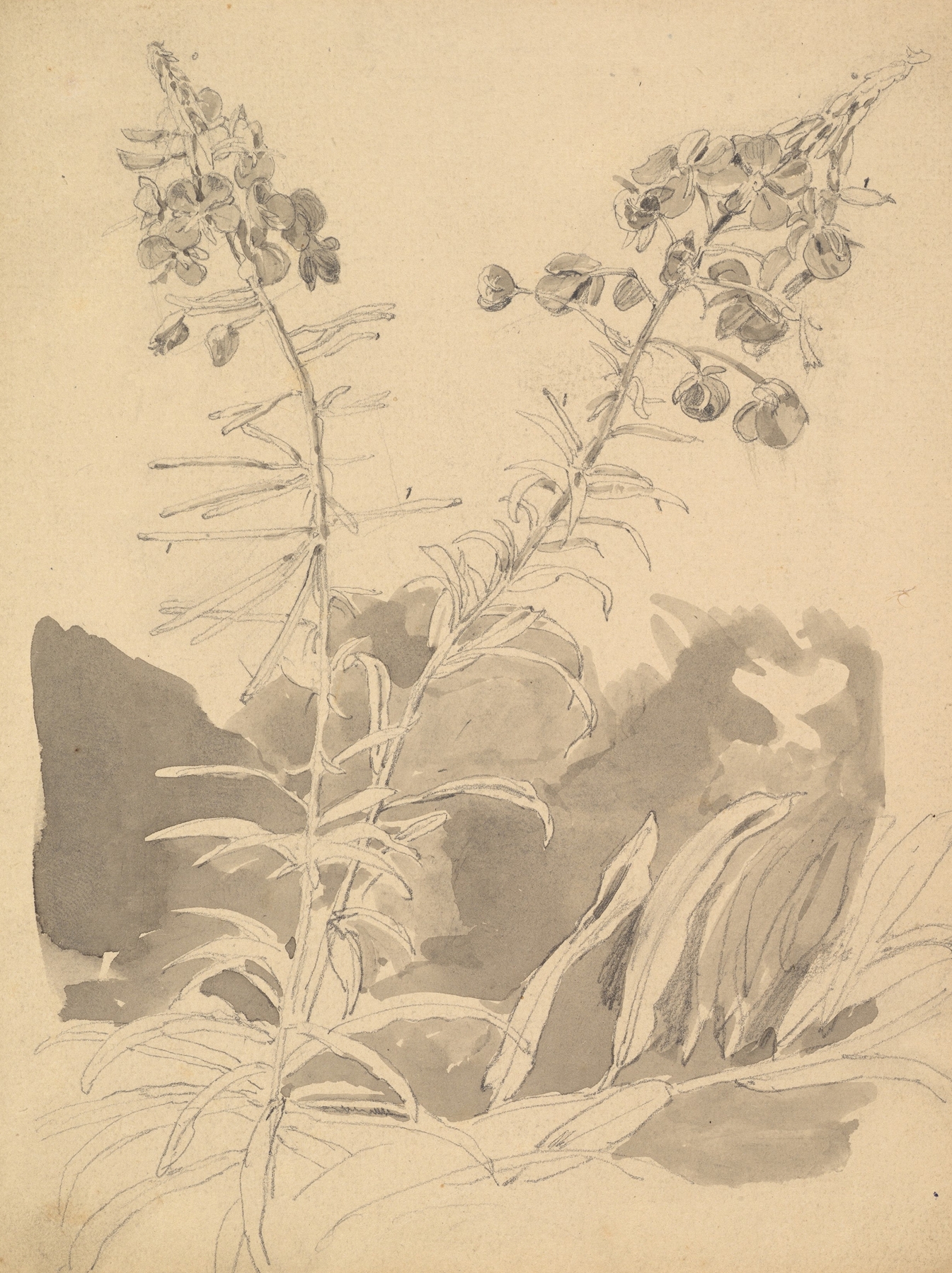 Study of a Willowherb, by Carl Gustav Carus, public domain