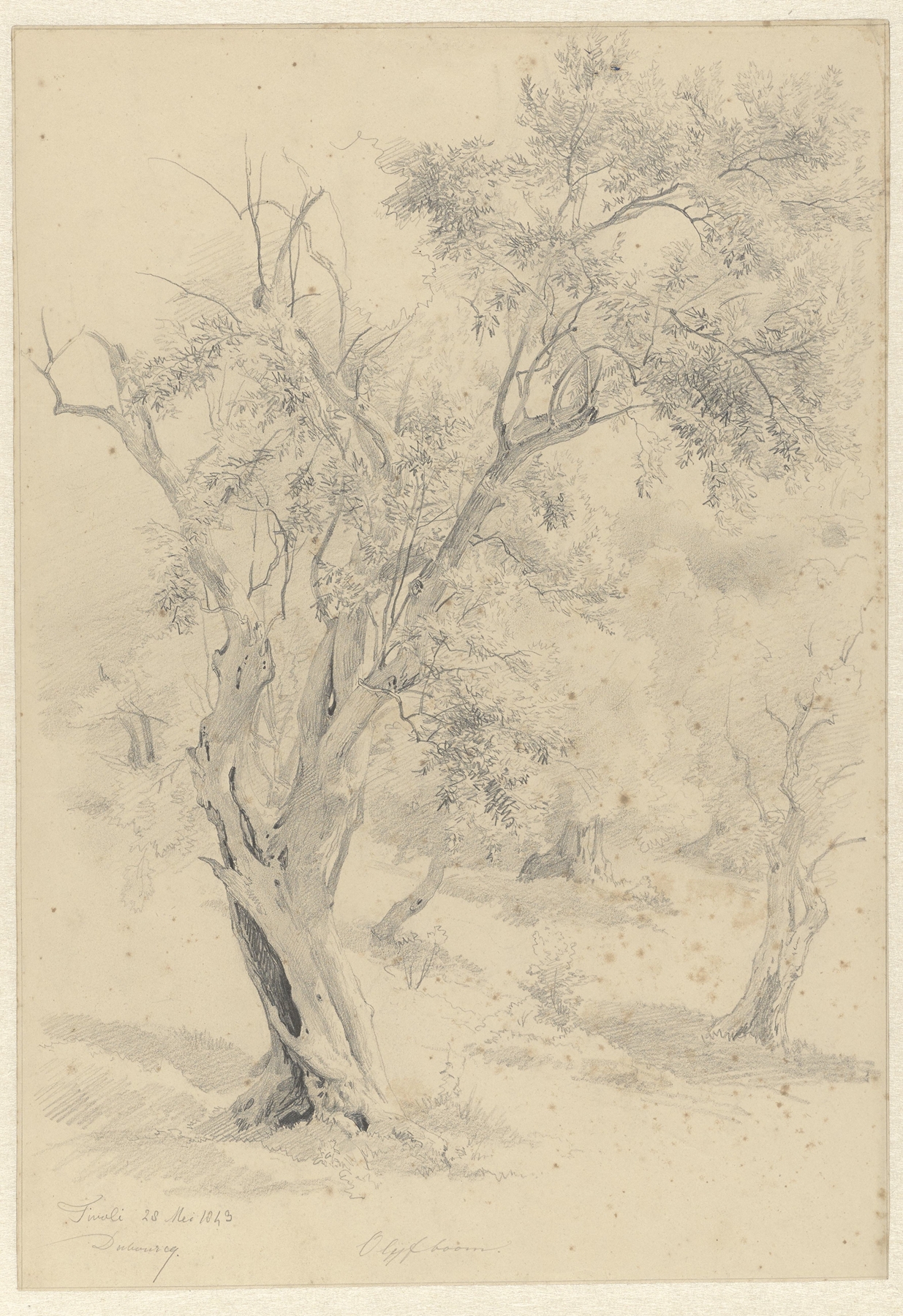 Olijfboom, te Tivoli by Pierre Louis Dubourcq, oil on canvas depicting an olive tree in a serene landscape.