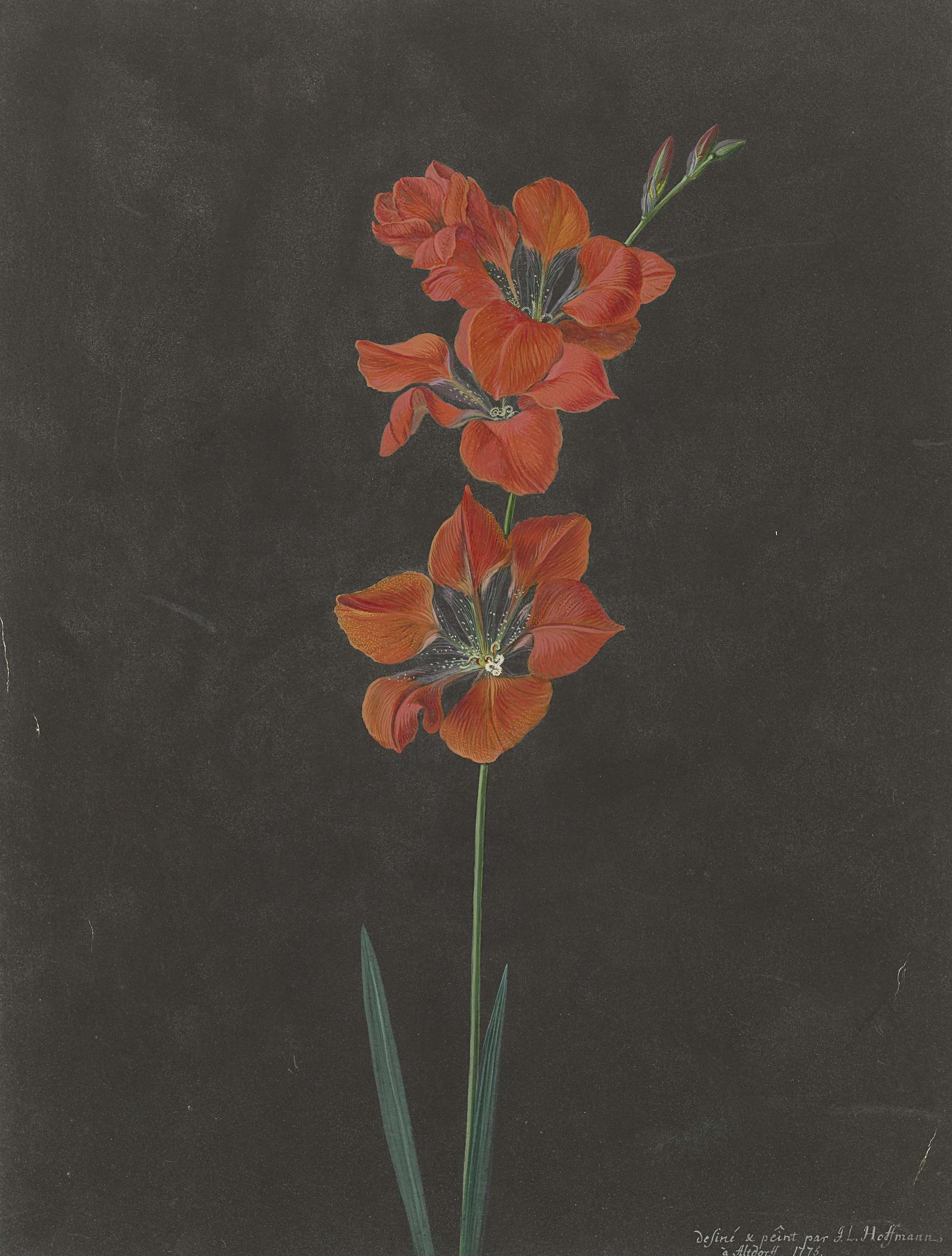 Botanical drawing of a lily by F. L. Hoffmann
