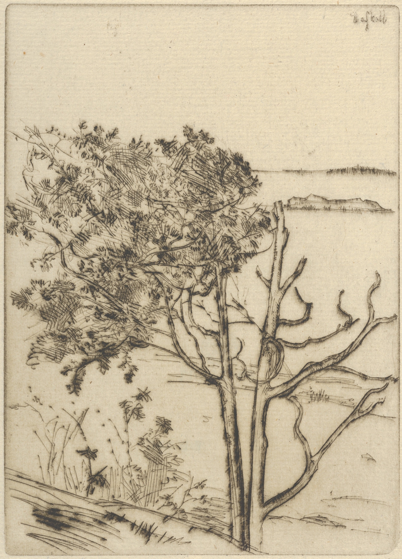 Ragged Tree – Maine, by Ernest Haskell, public domain