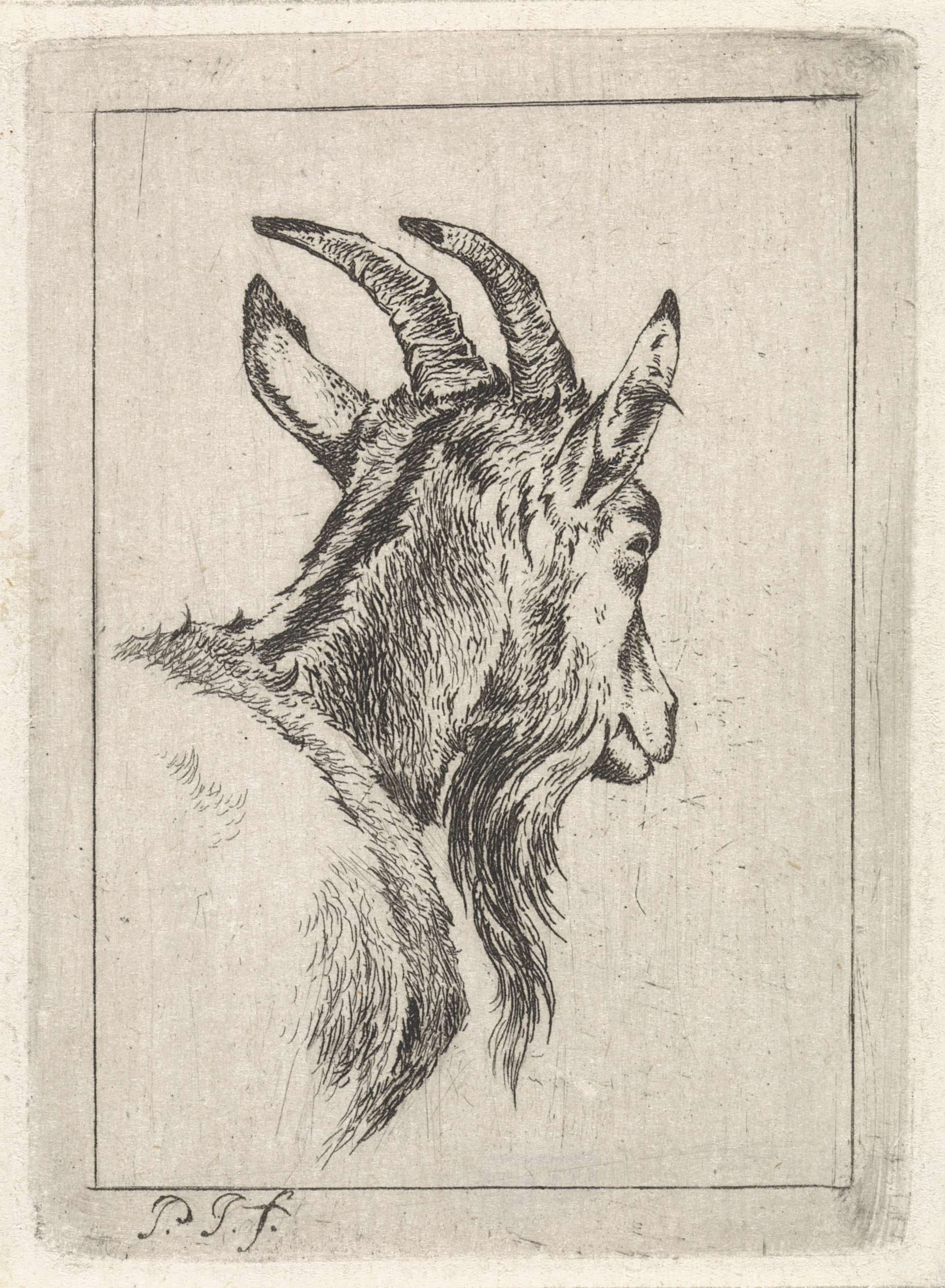 Bokkenkop, by Pieter Janson, public domain