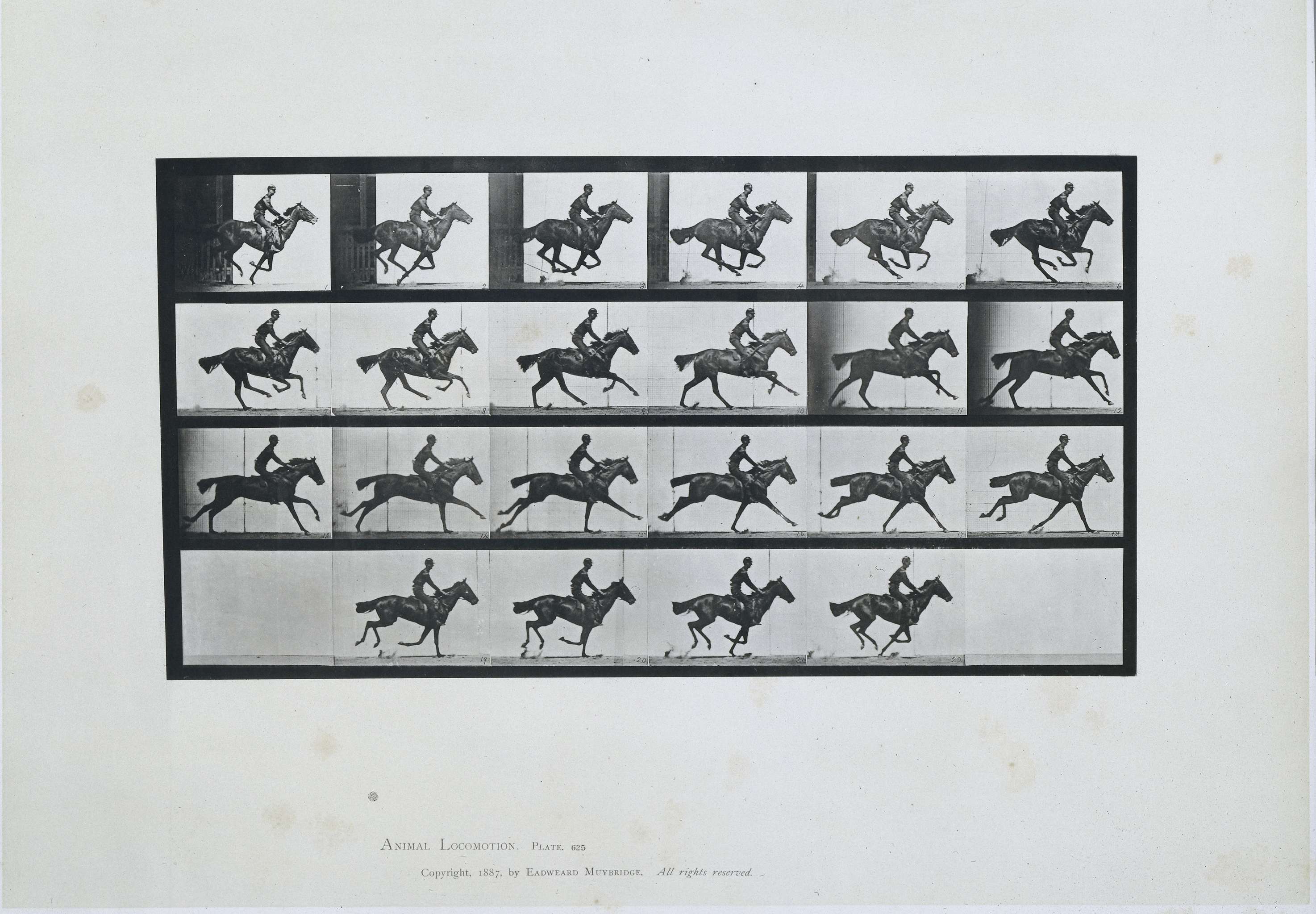 Thoroughbred bay horse in motion, capturing strength and grace by Eadweard Muybridge