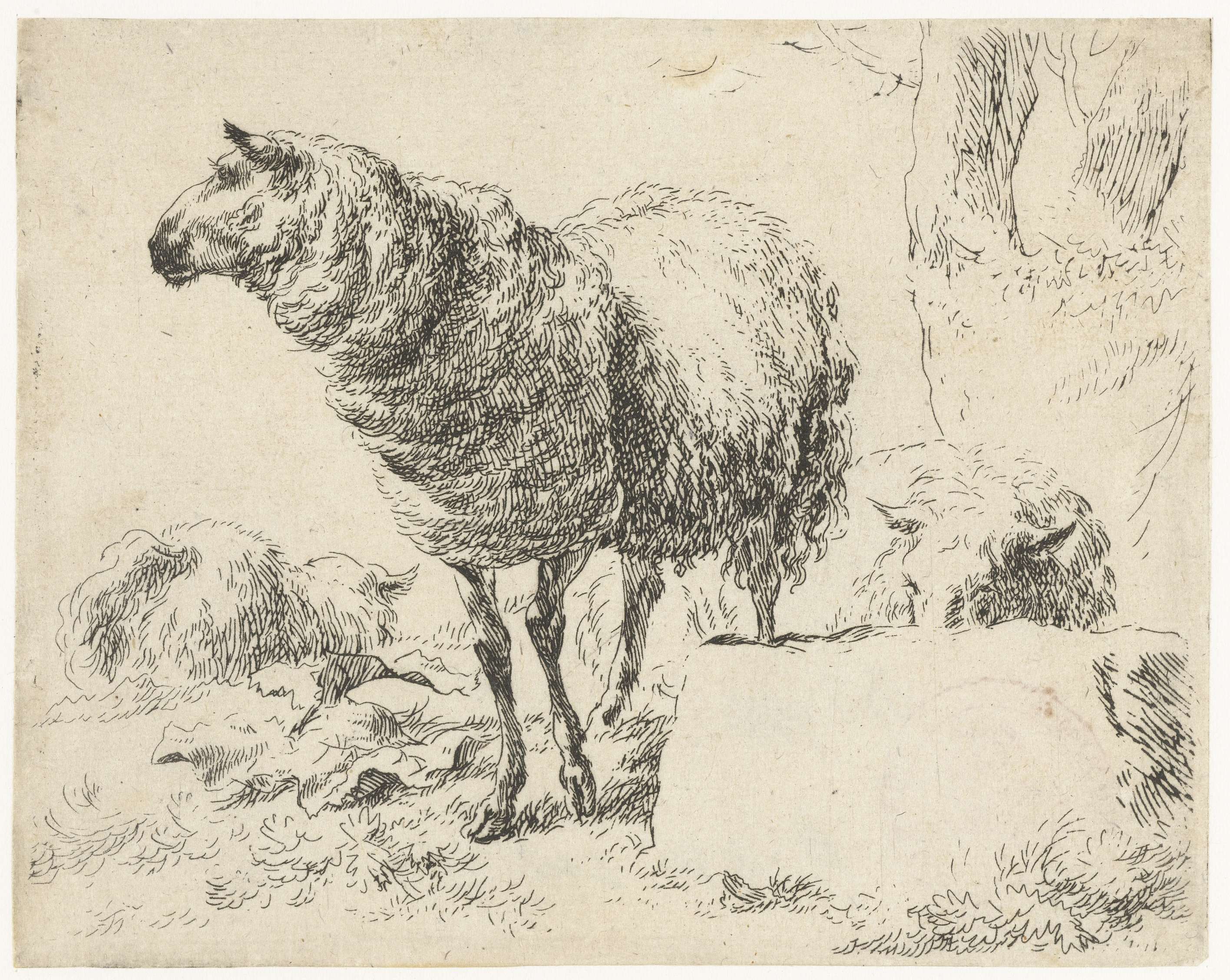 Three sheep grazing in a landscape, etching by Nicolaes Pietersz Berchem