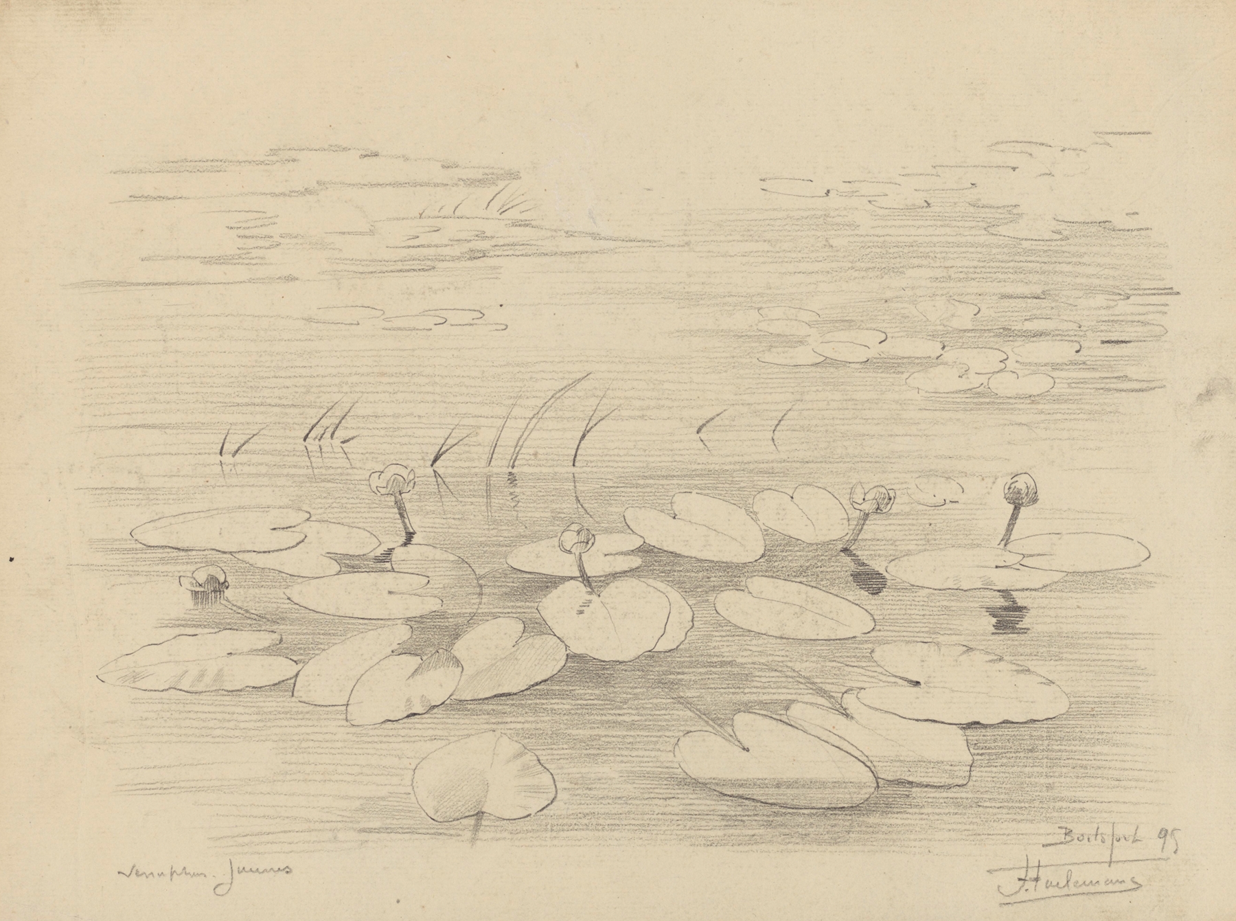 Nénuphars jaunes à Boitsfort by Jean-François Taelemans, oil on canvas featuring yellow water lilies.