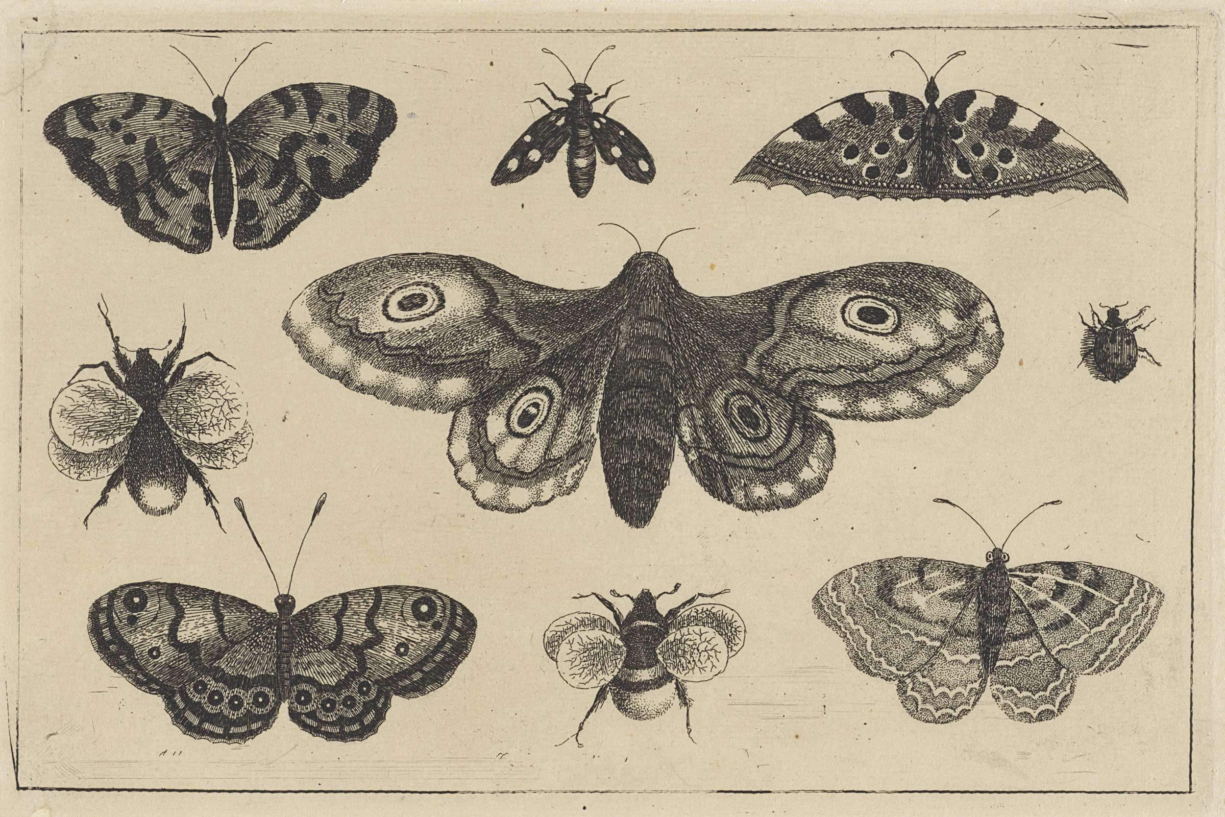 Etching by Wenceslaus Hollar featuring a moth and various insects