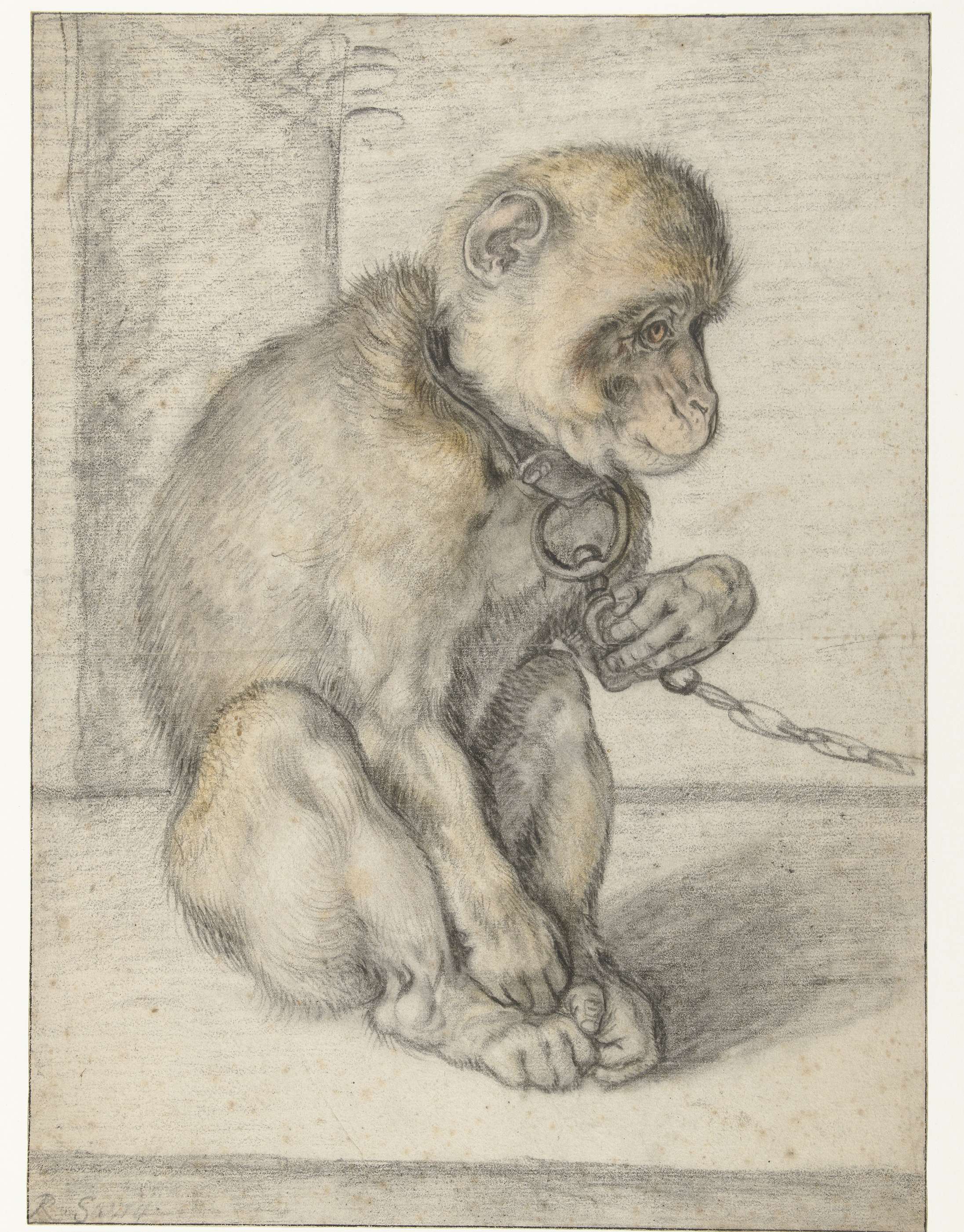 A seated rhesus monkey on a chain, engraving by Hendrick Goltzius