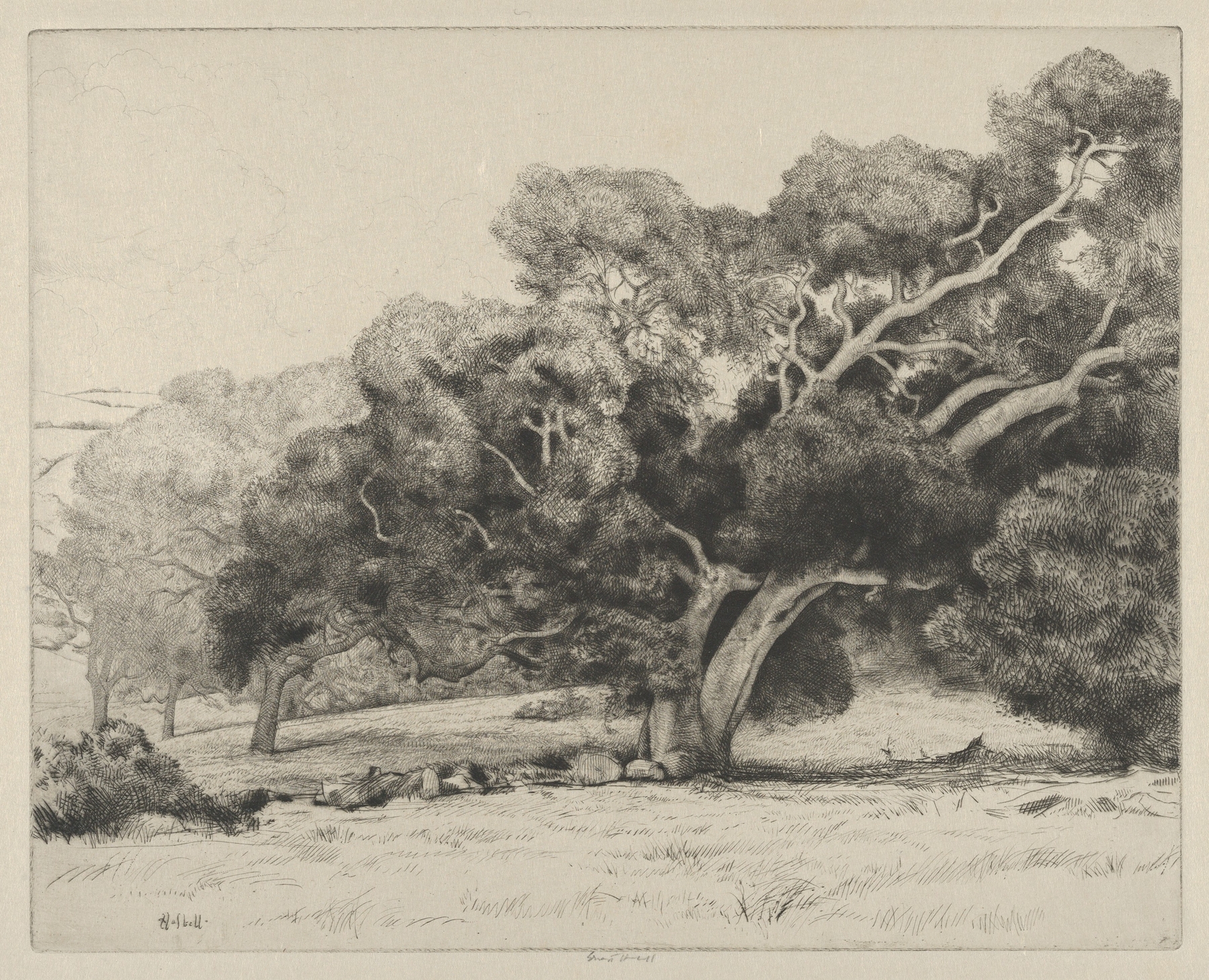 Large Live Oak, by Ernest Haskell, public domain