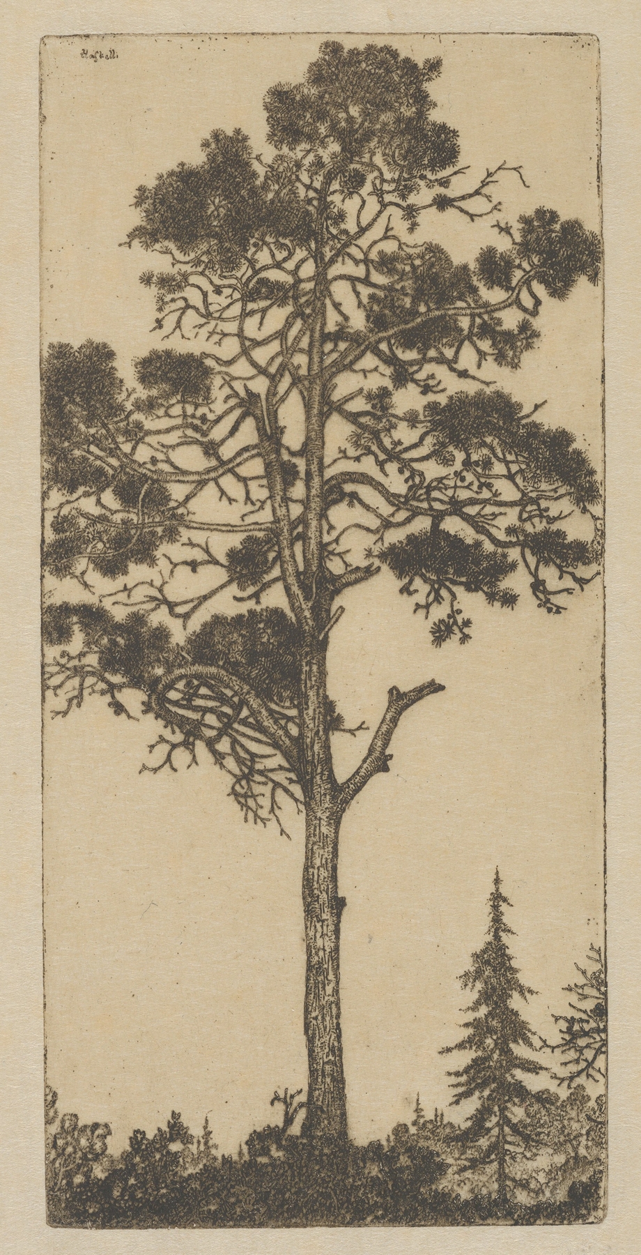 Little Pitch Pine, by Ernest Haskell, public domain