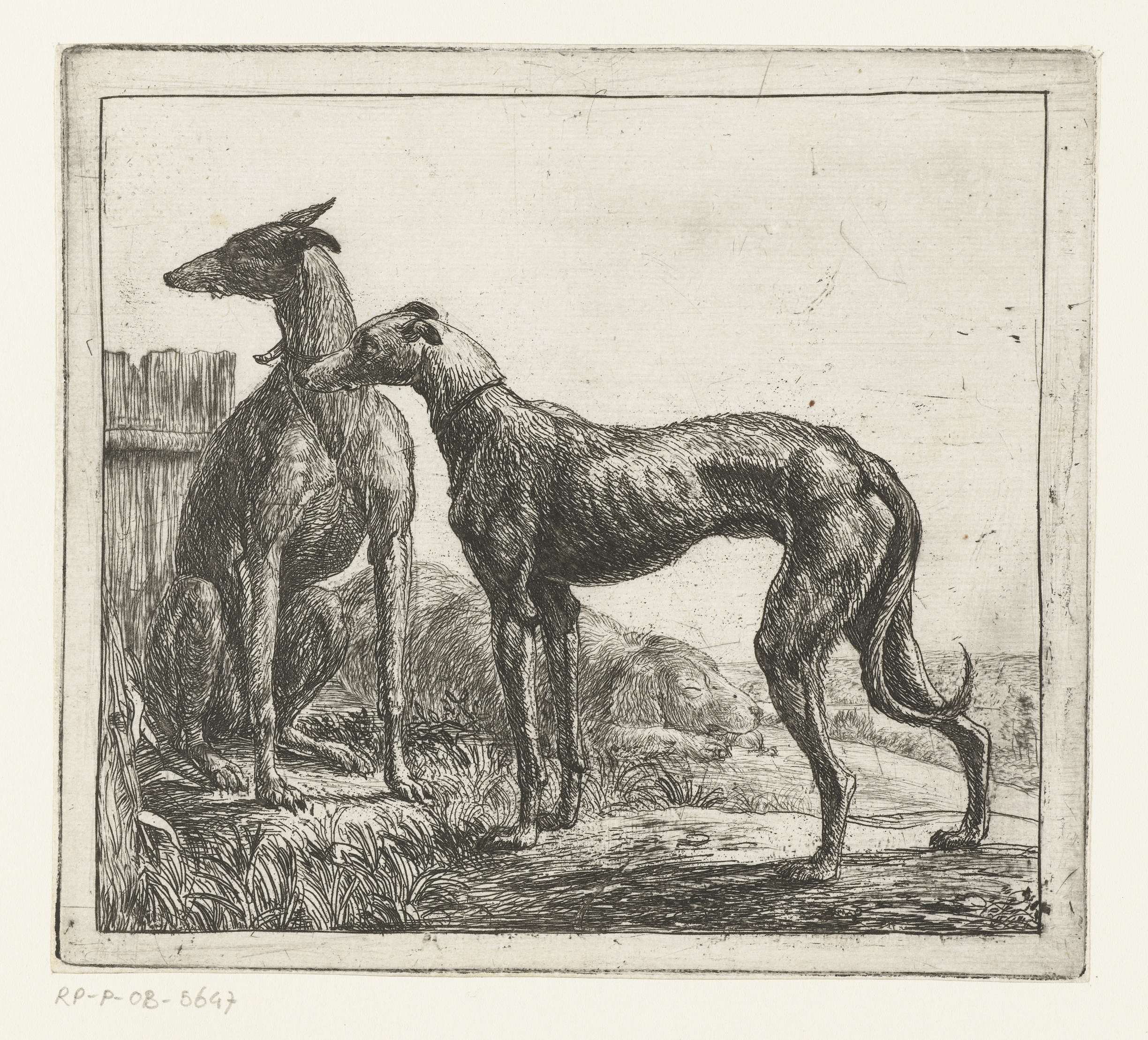 Twee hazewindhonden, by Simon de Vlieger, public domain