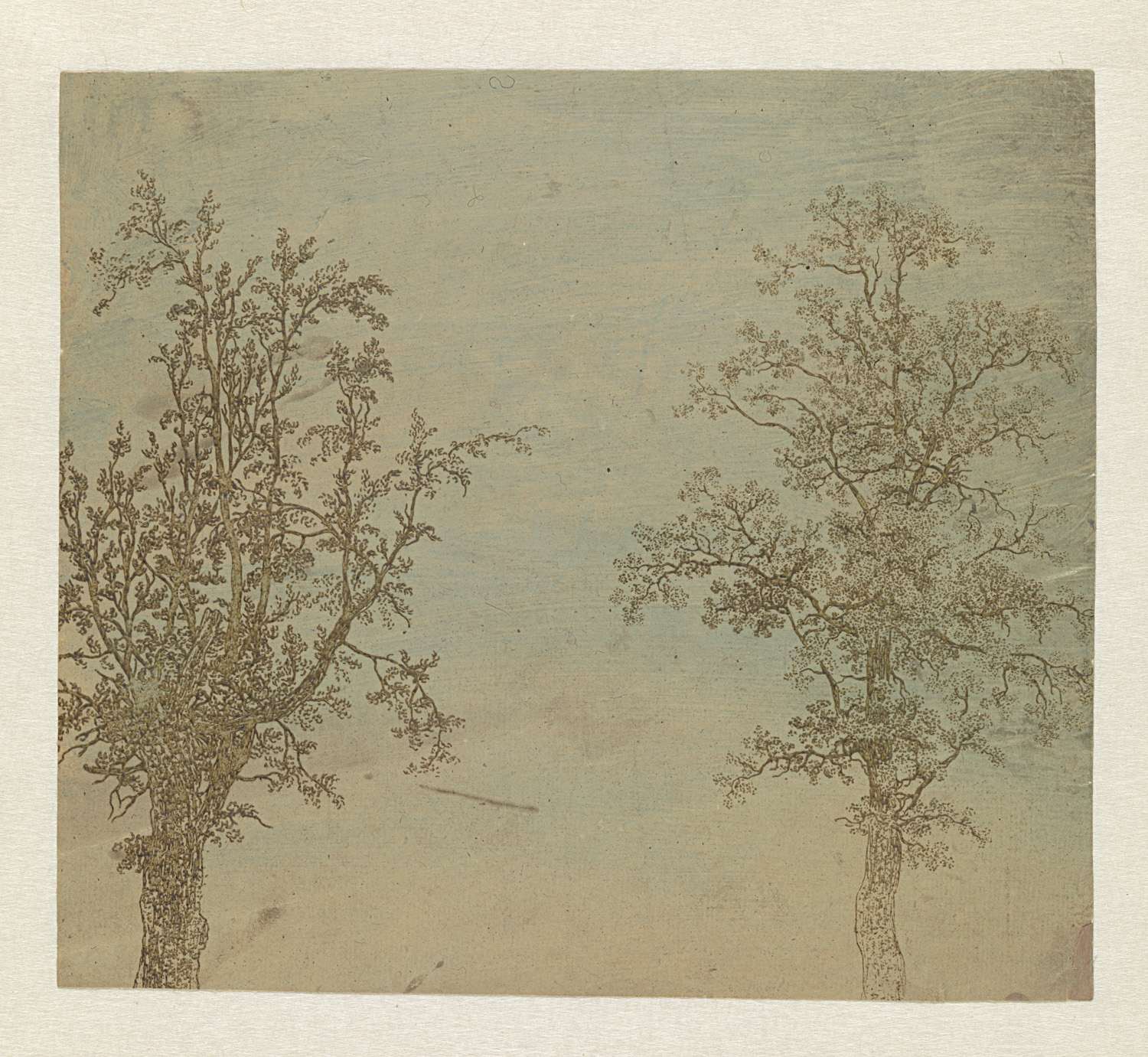Etching of two trees, an alder and an ash, by Hercules Segers