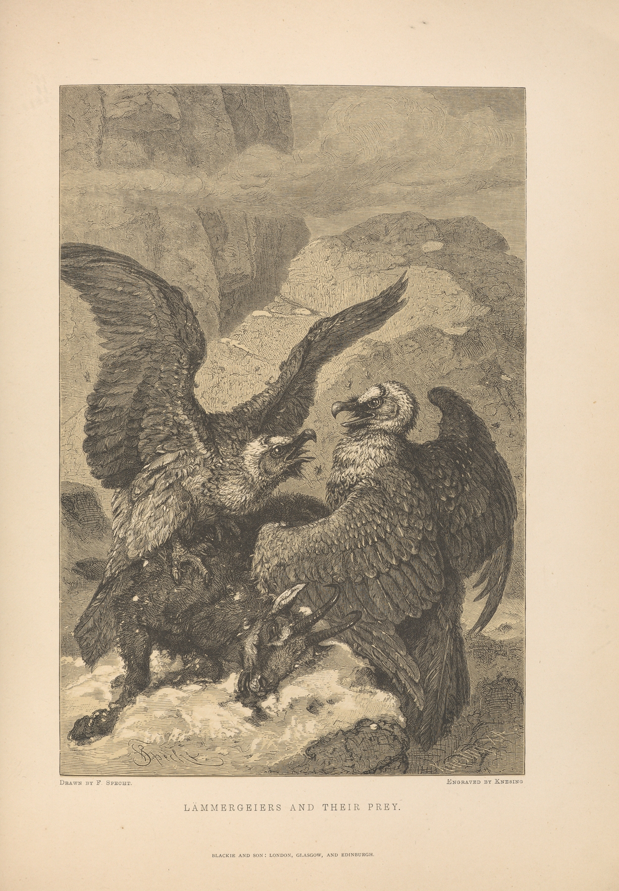 F.‎ ‎Specht – Lammergeiers‎ ‎and‎ ‎their‎ ‎Prey, by Theodor Gsell Fels, public domain