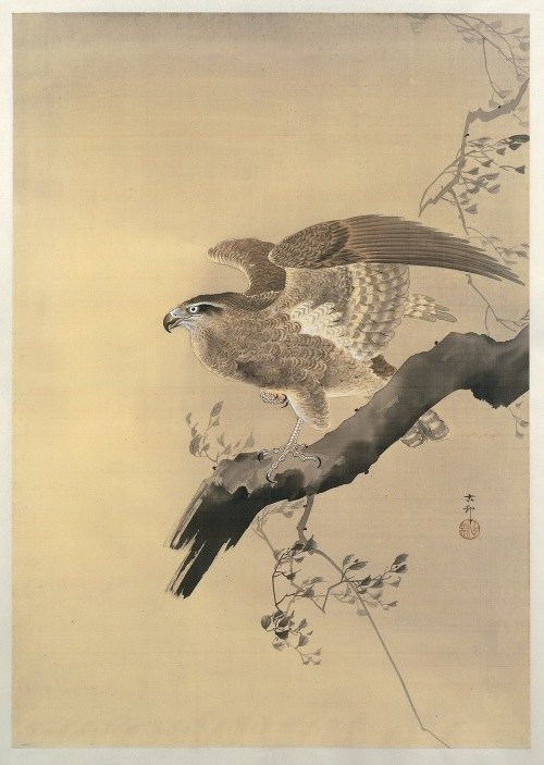 A striking representation of a hawk, showcasing the artist's skill in capturing wildlife.