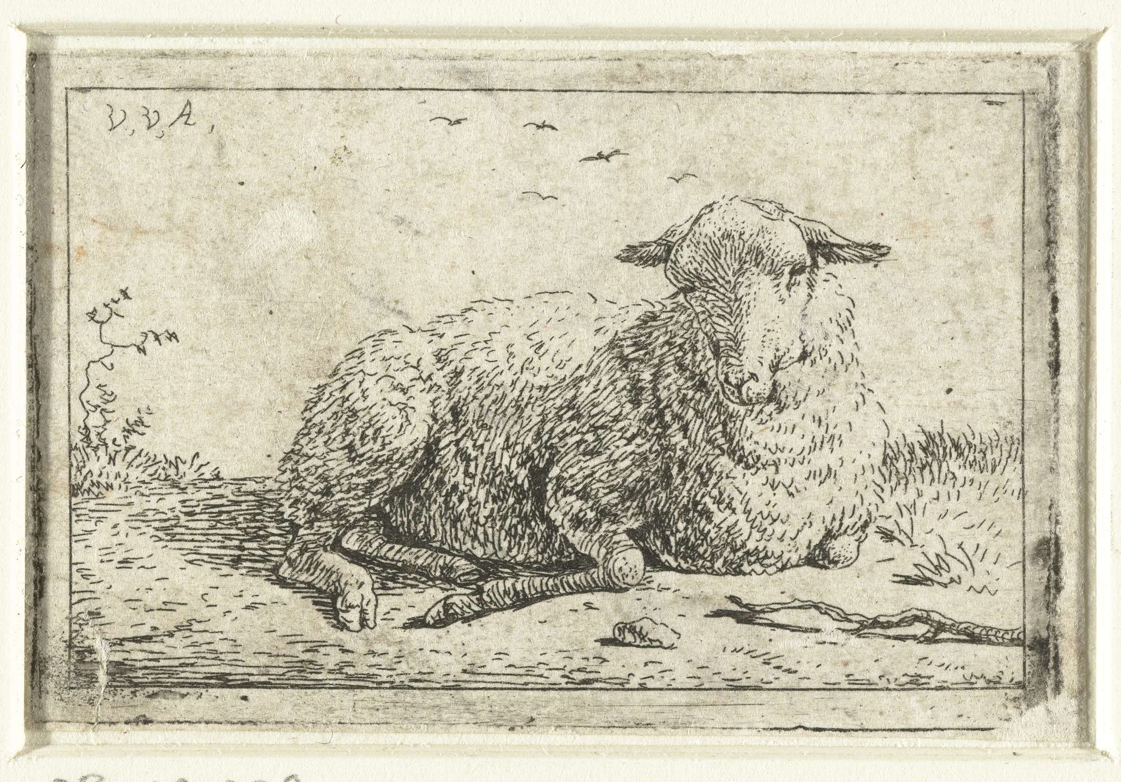 Etching of a resting sheep by Adriaen van de Velde