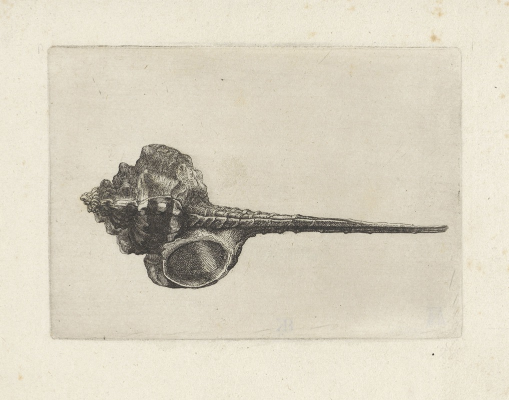 A detailed etching of the Murex haustellum shell by Wenceslaus Hollar.