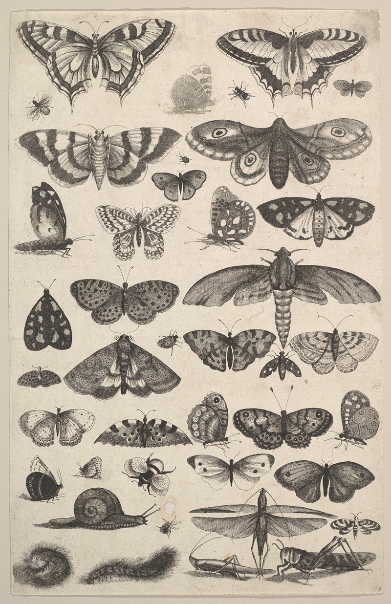 A detailed etching of various insects by Wenceslaus Hollar.