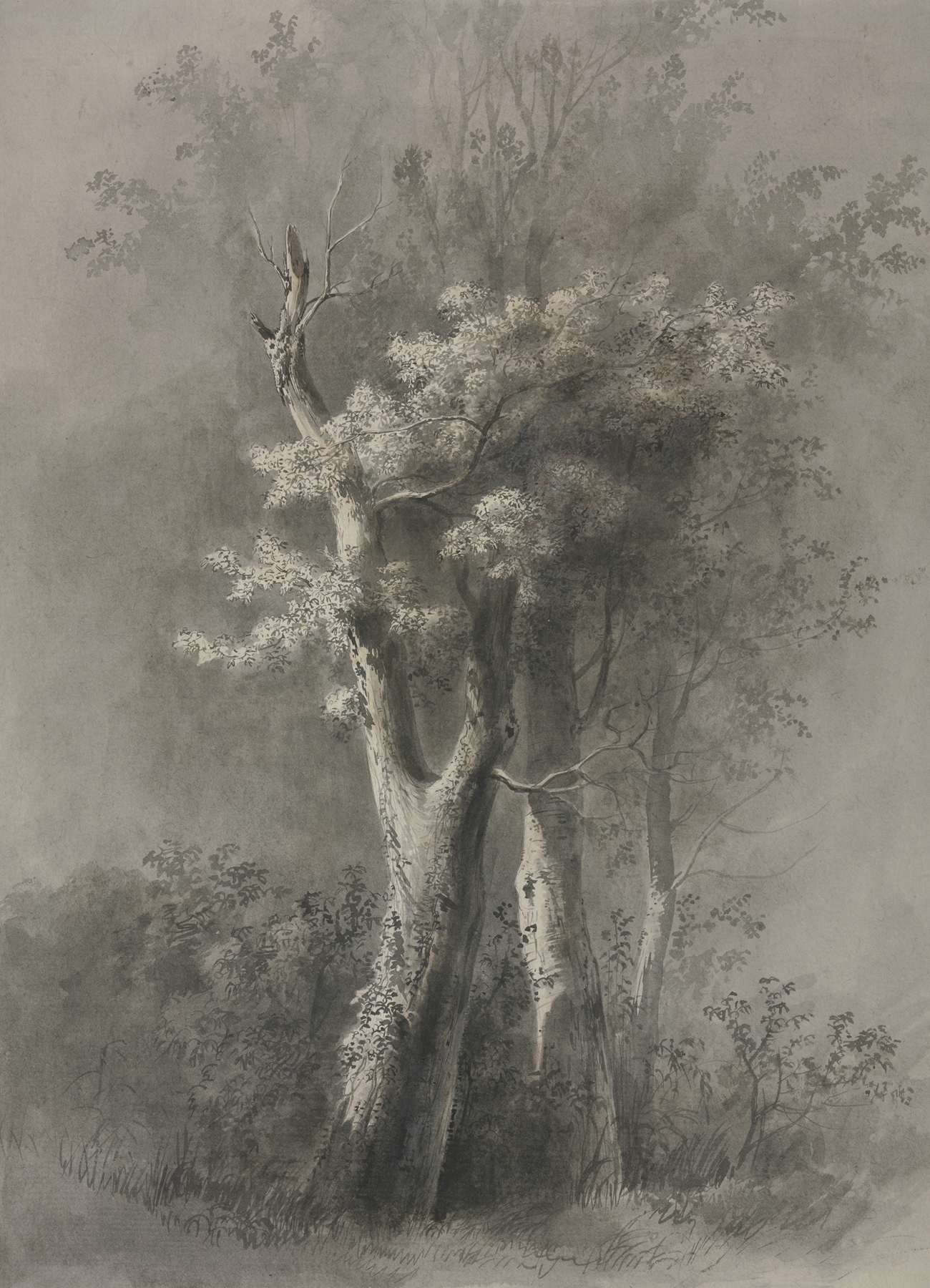 Study of Trees by Jean-Jacques de Boissieu, ink on paper, featuring intricate tree branches reaching skyward.
