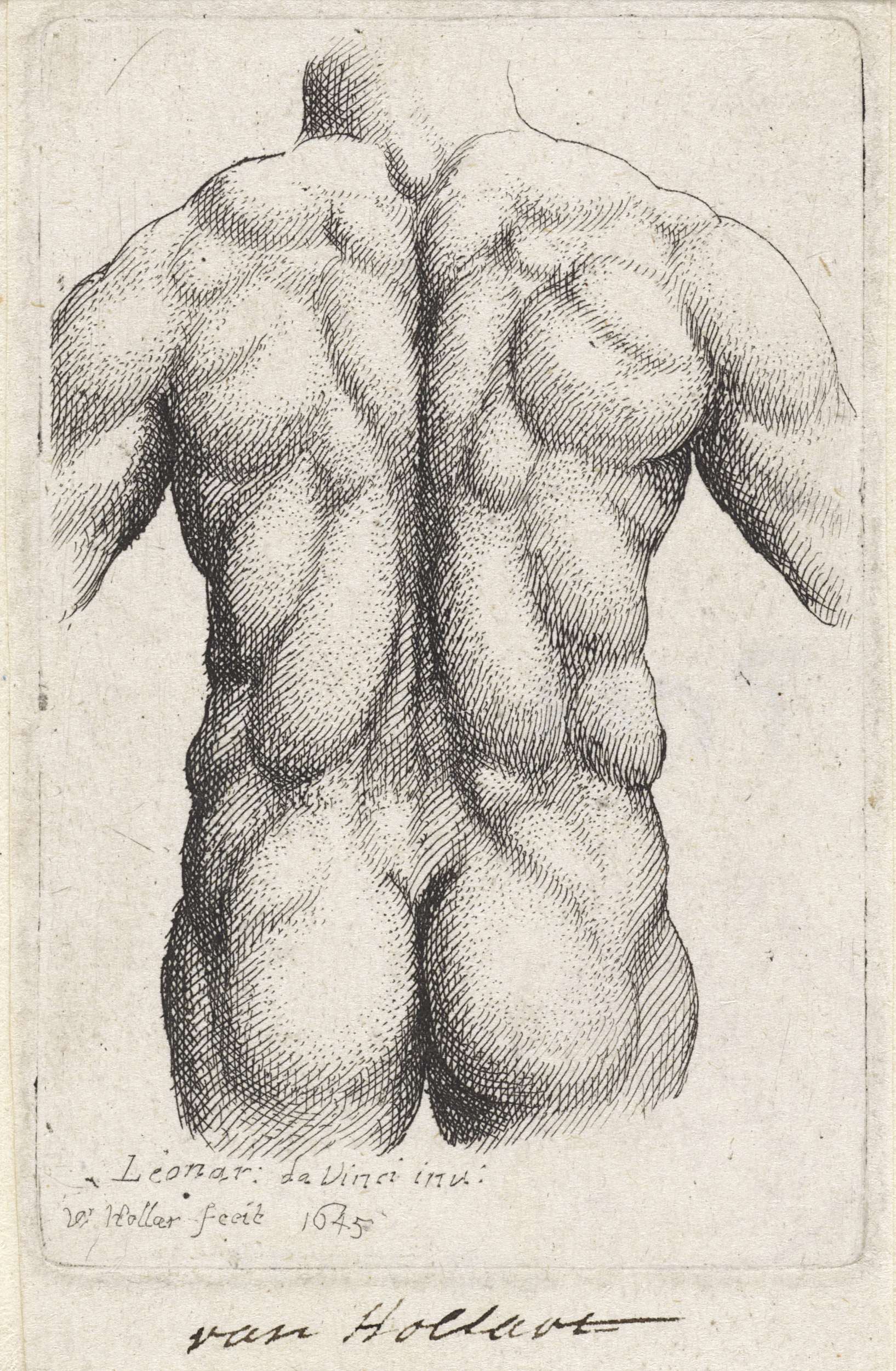 Anatomical study of a man's torso, etching by Wenceslaus Hollar