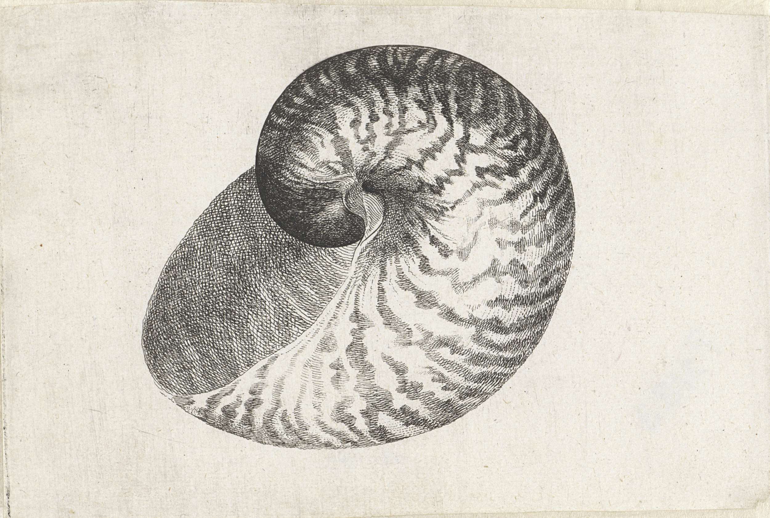 Nautilus pompilius etching by Wenceslaus Hollar, showcasing intricate shell textures.