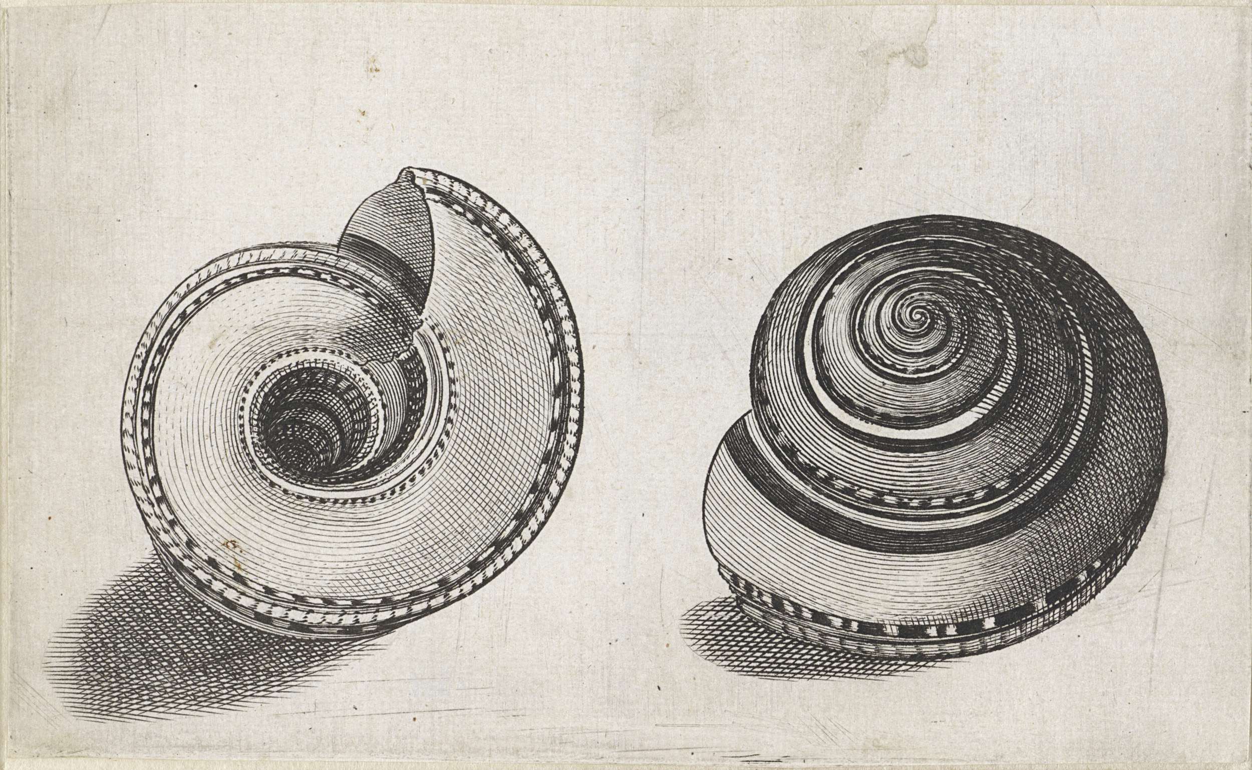 Etching by Wenceslaus Hollar depicting a detailed shell with spiral patterns