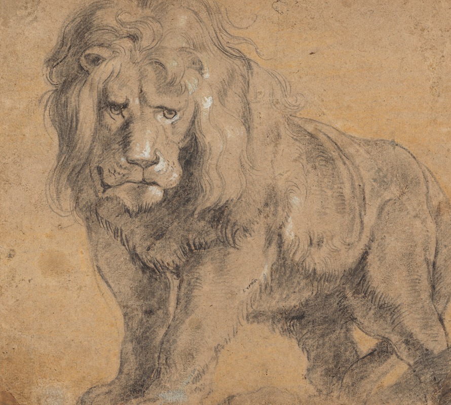 A striking depiction of a lion by Peter Paul Rubens.