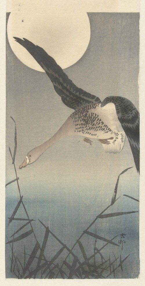 A serene depiction of a goose in a tranquil setting.