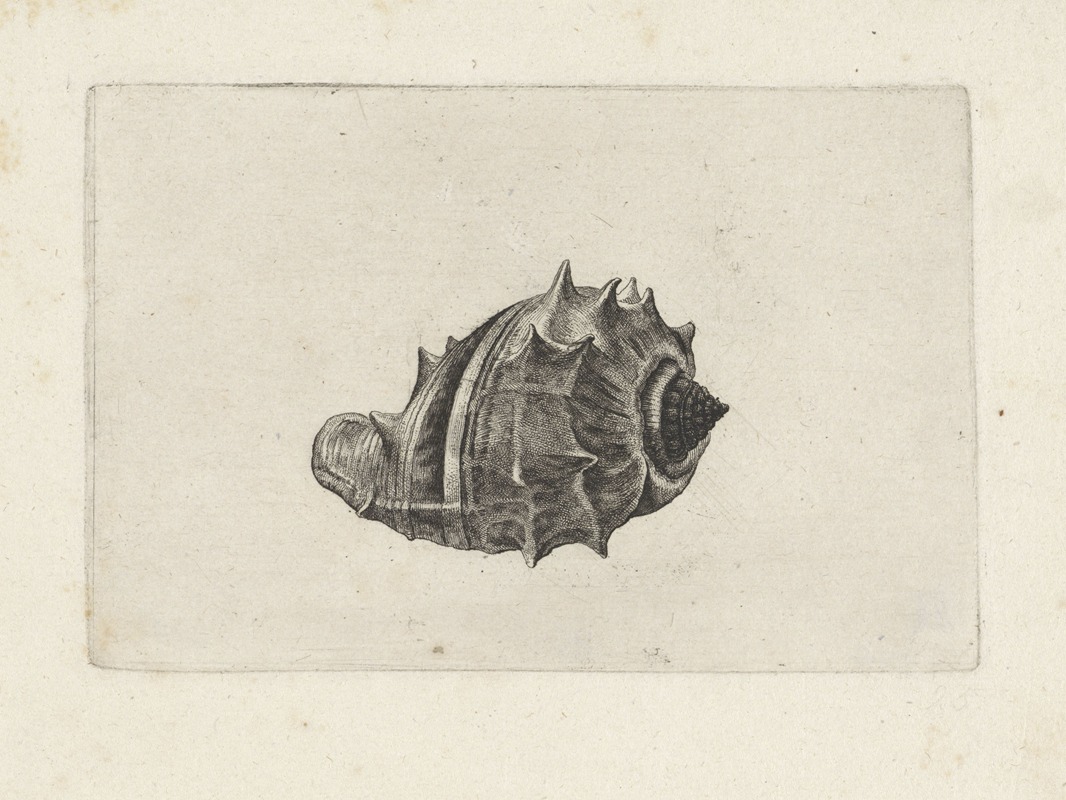 A detailed etching of a West Indian crown conch by Wenceslaus Hollar.