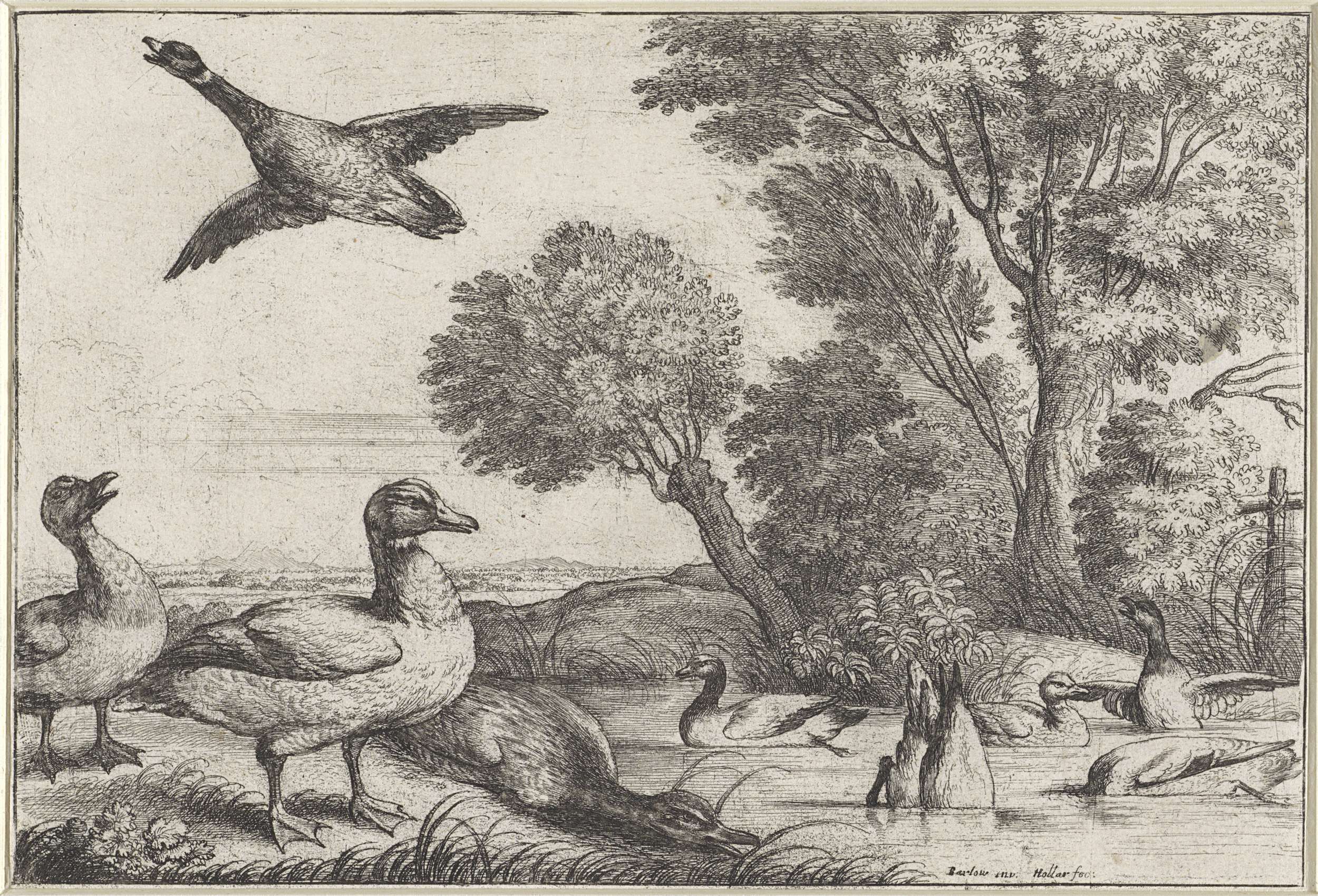 Ducks in a pond, etching by Wenceslaus Hollar
