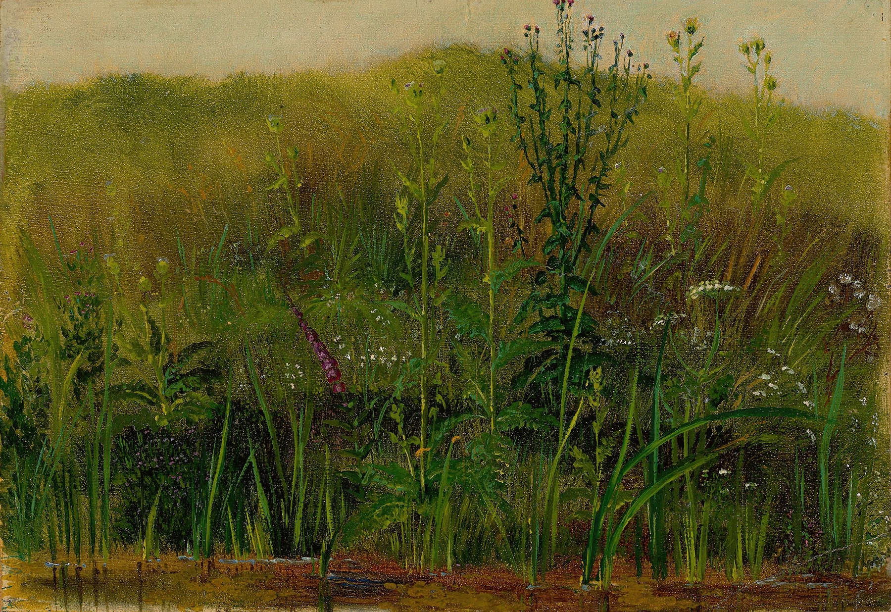 Plants on the bank, by Christian Friedrich Gille, public domain