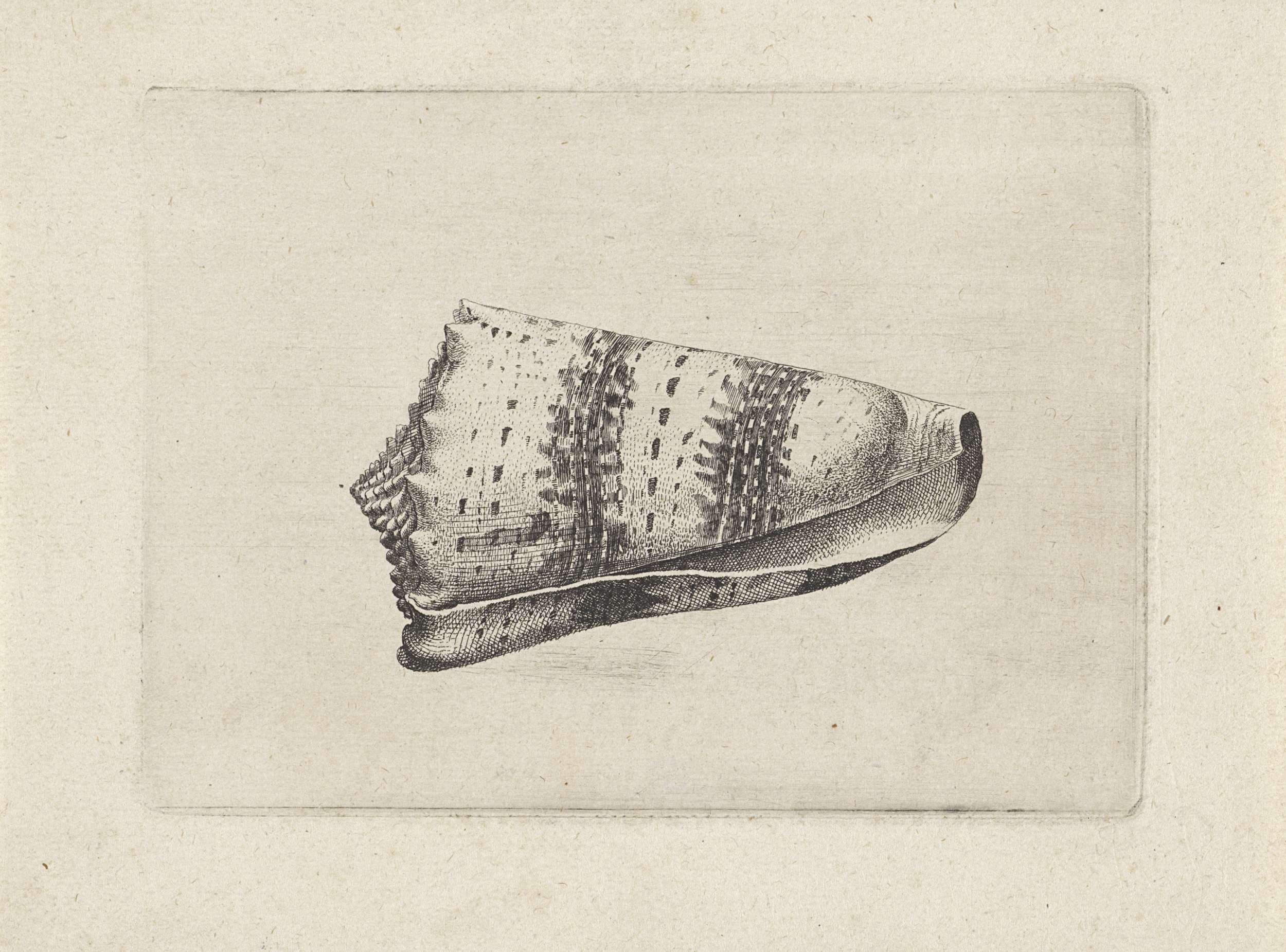 Etching by Wenceslaus Hollar depicting a conus imperialis shell with intricate details.