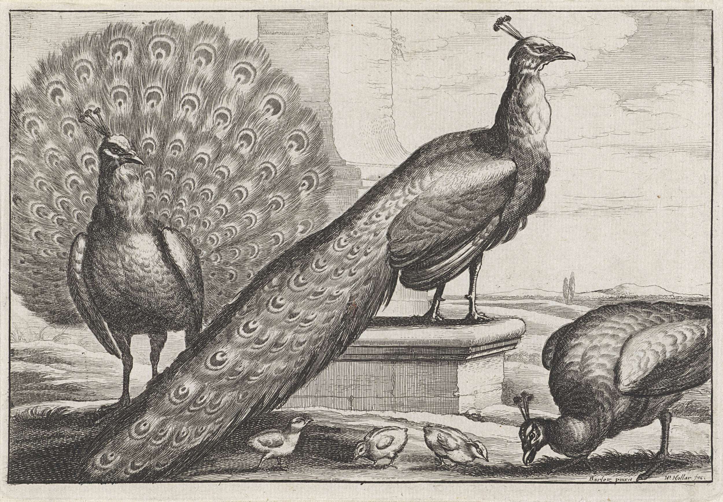 Pauwen, by Wenceslaus Hollar, public domain