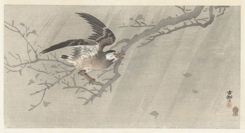 A gray starling depicted in a stormy setting.
