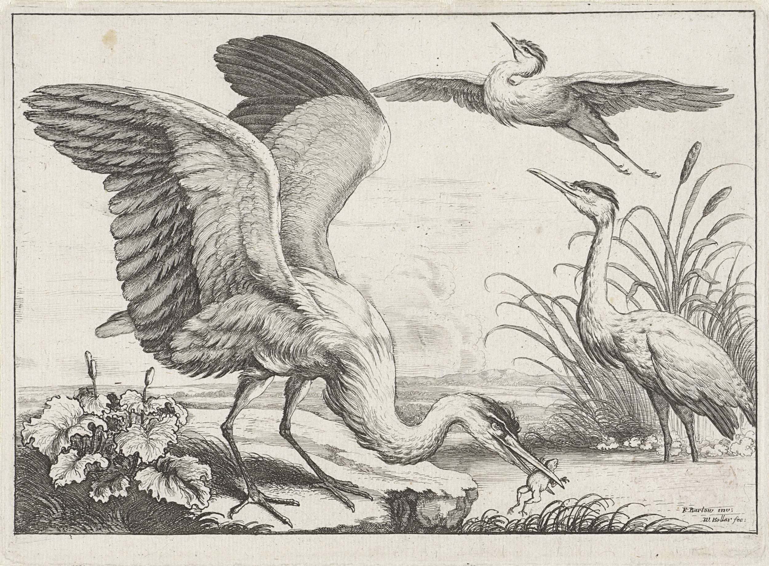 Three herons on water in an etching by Wenceslaus Hollar