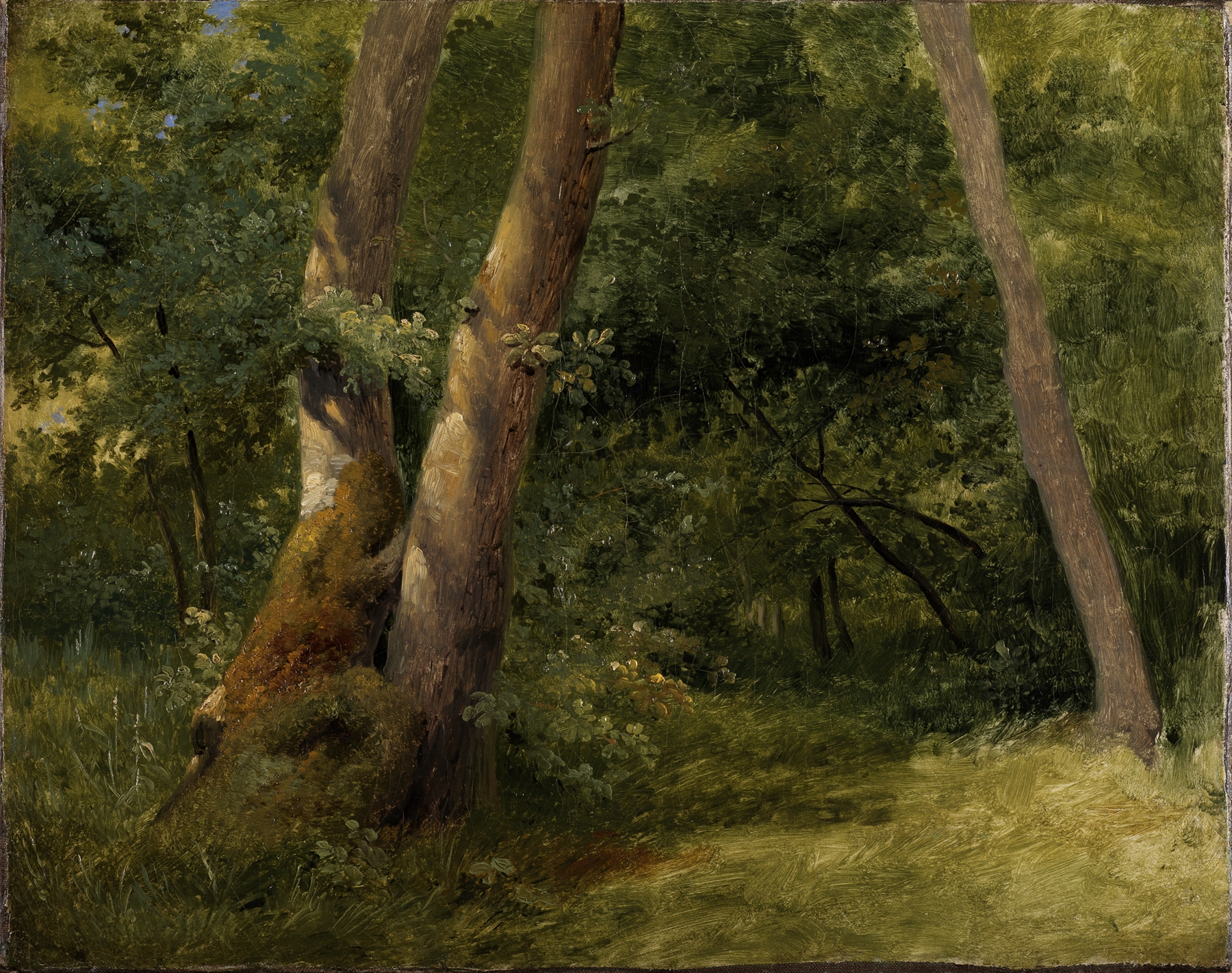 Forest interior, by Achille Etna Michallon, public domain