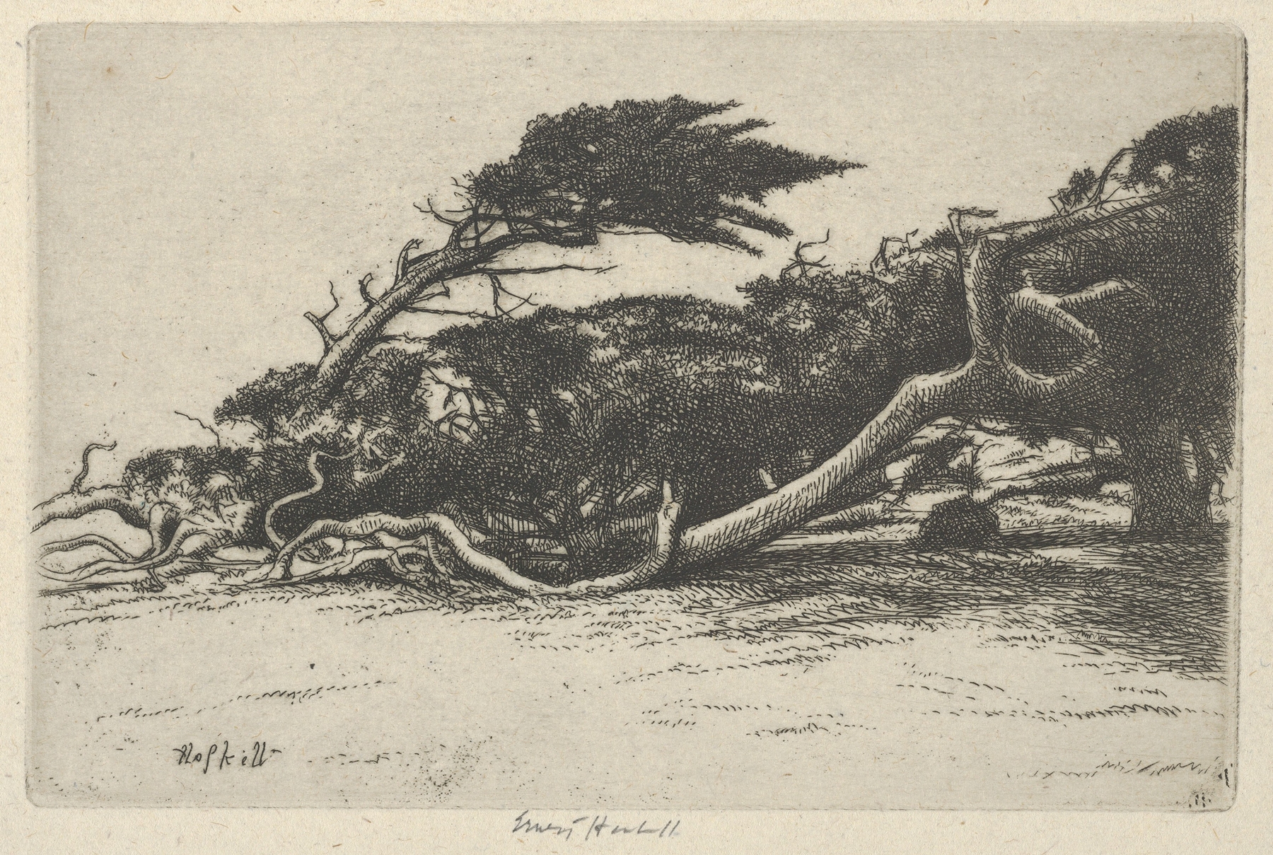 Wind Bent Cypress, by Ernest Haskell, public domain