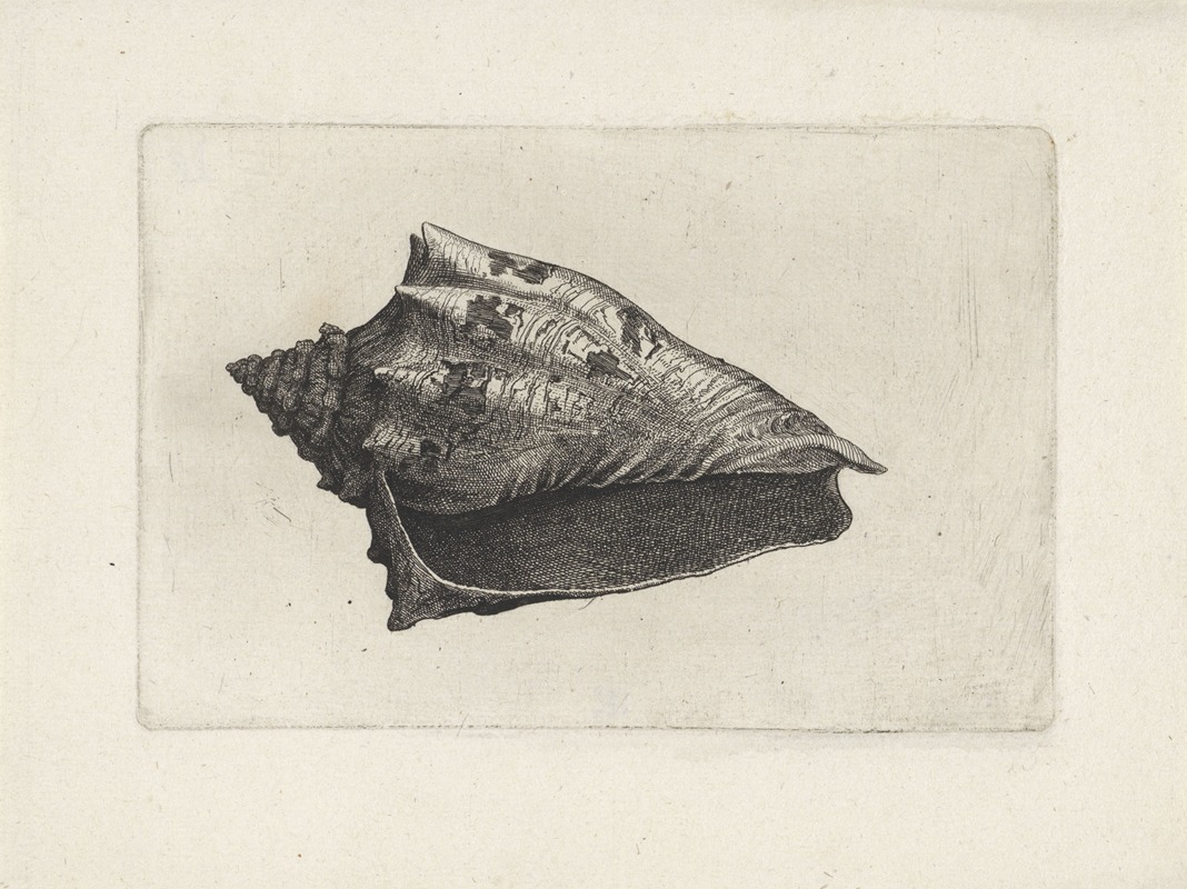 Wenceslaus Hollar's 'Hebrew volute' showcases intricate decorative design.