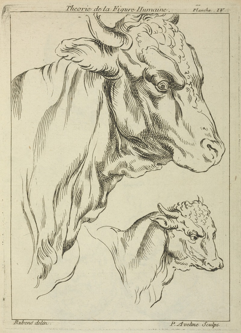 A detailed depiction of two bulls in profile by Peter Paul Rubens.