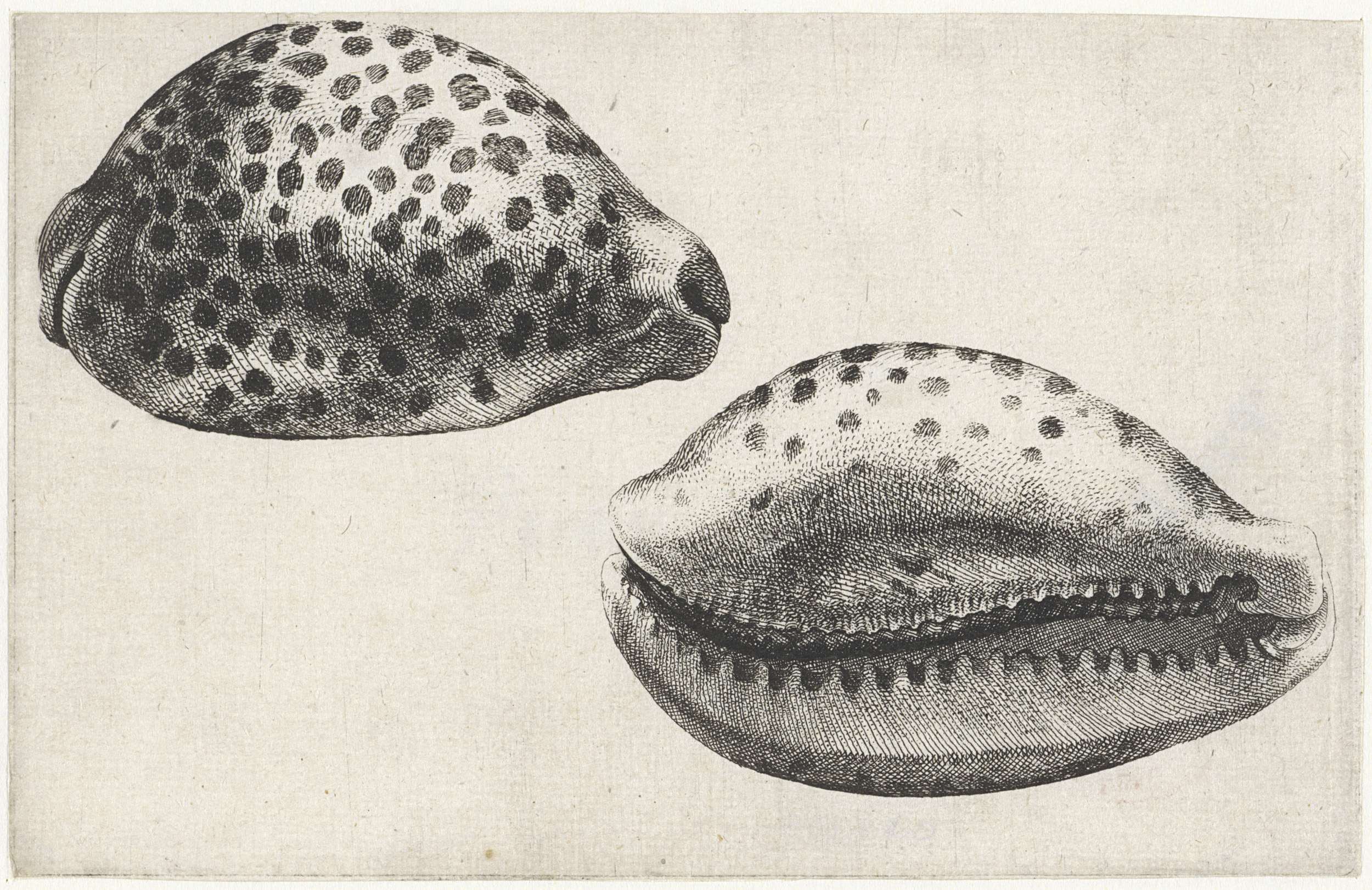 Etching by Wenceslaus Hollar depicting a tiger cowrie shell with intricate textures.