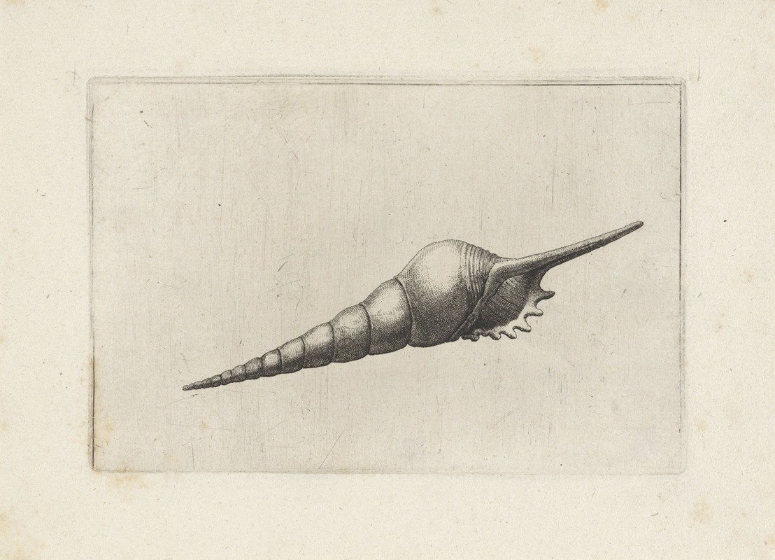 A detailed etching of a dark-mouthed tibia, showcasing its unique features.