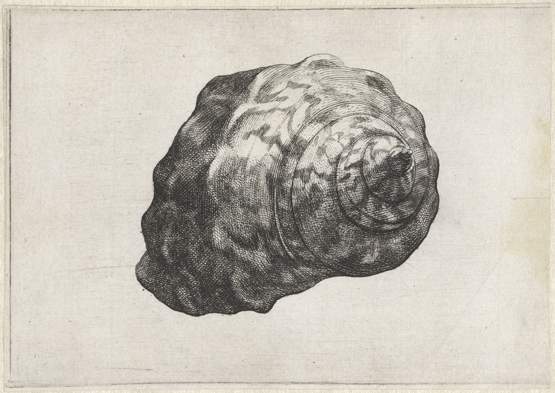 This artwork depicts a South African turban shell, showcasing intricate details and natural beauty.