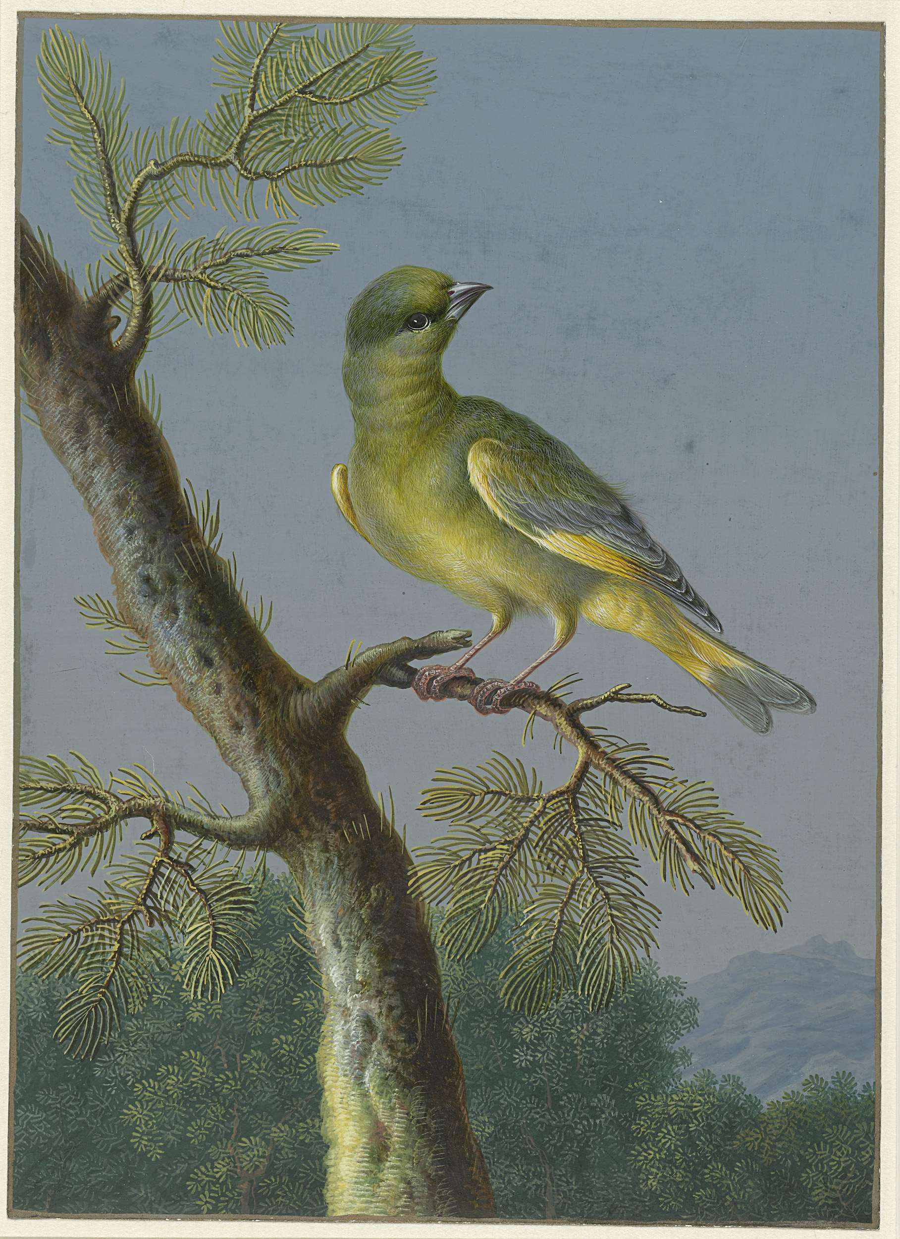 Watercolour by Barbara Regina Dietzsch depicting a greenfinch with vibrant feathers