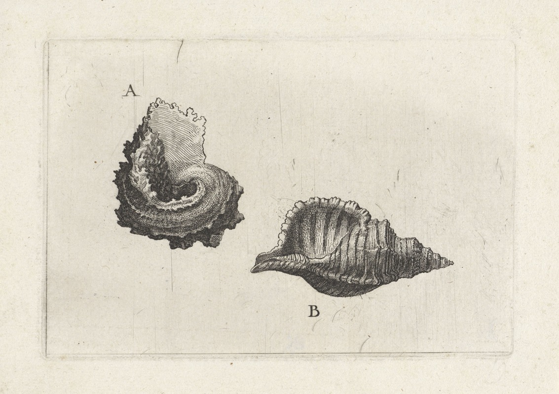 A detailed illustration of two marine shells by Wenceslaus Hollar.