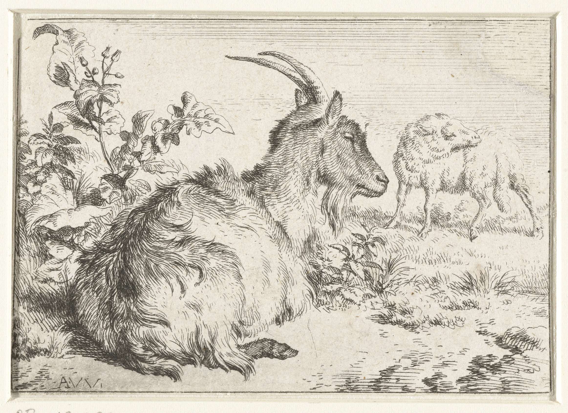 Etching by Adriaen van de Velde depicting a goat with soft fur and light play.