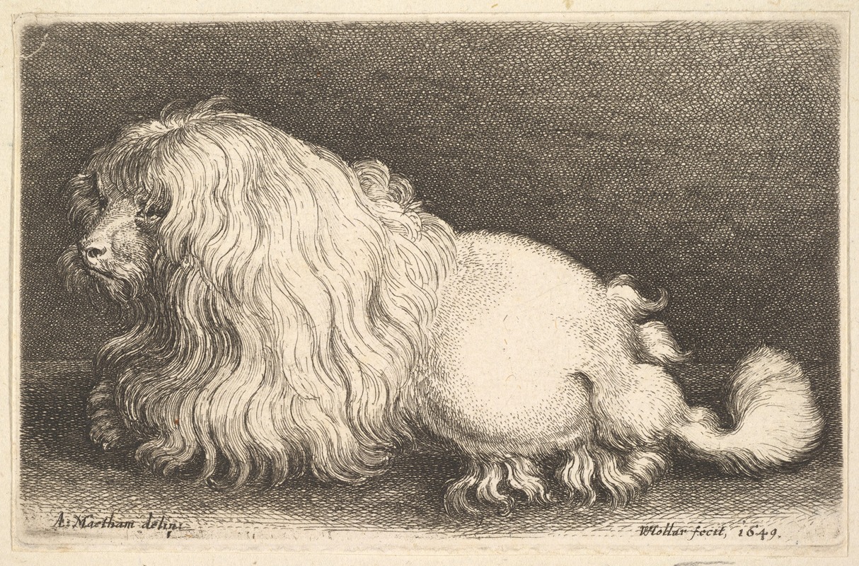 A detailed etching of a white dog by Wenceslaus Hollar.