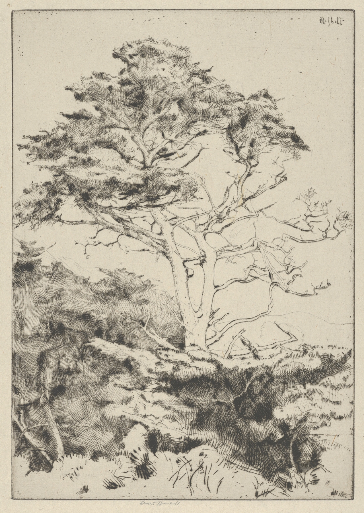 Point Lobos Cypress, by Ernest Haskell, public domain