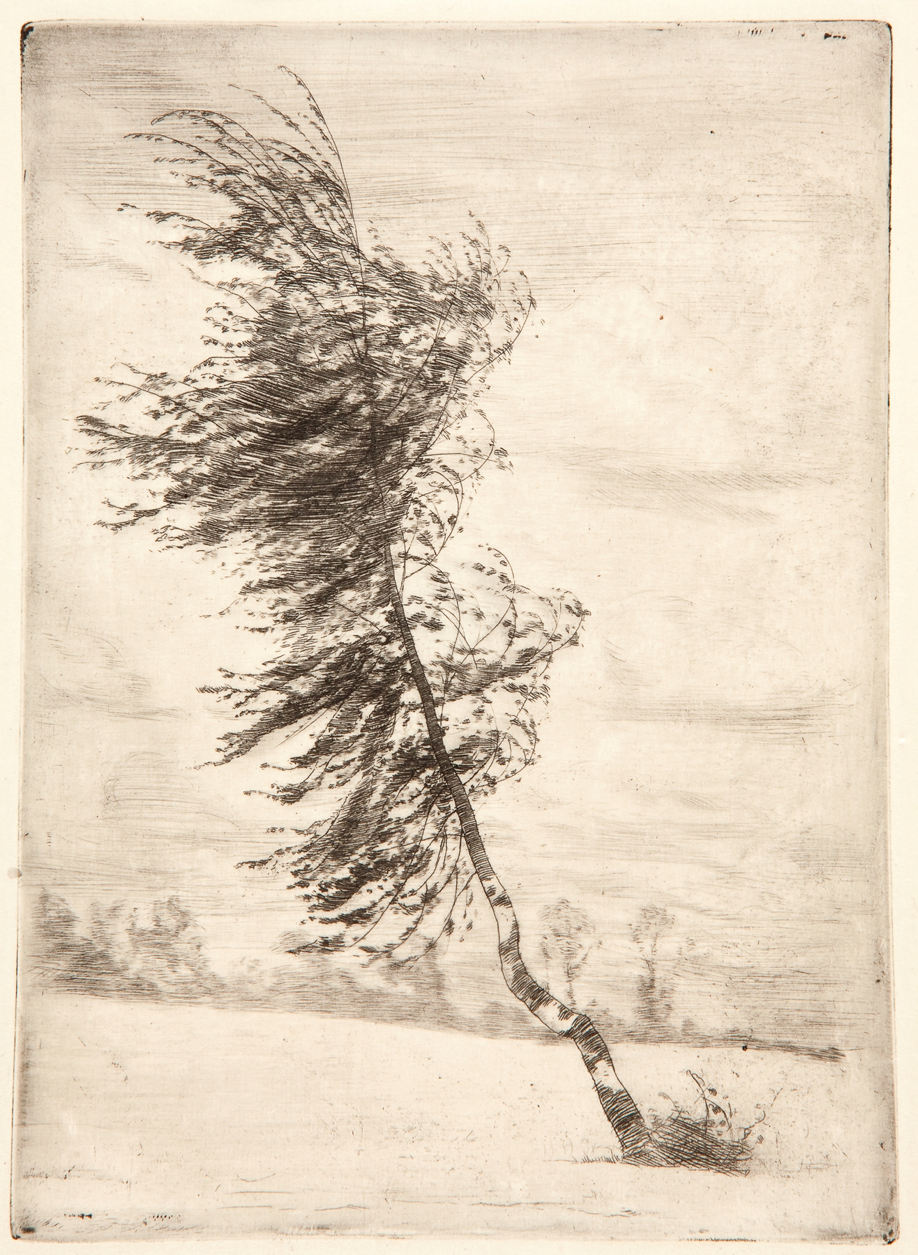 Brzózka na wietrze, by Józef Pankiewicz, public domain