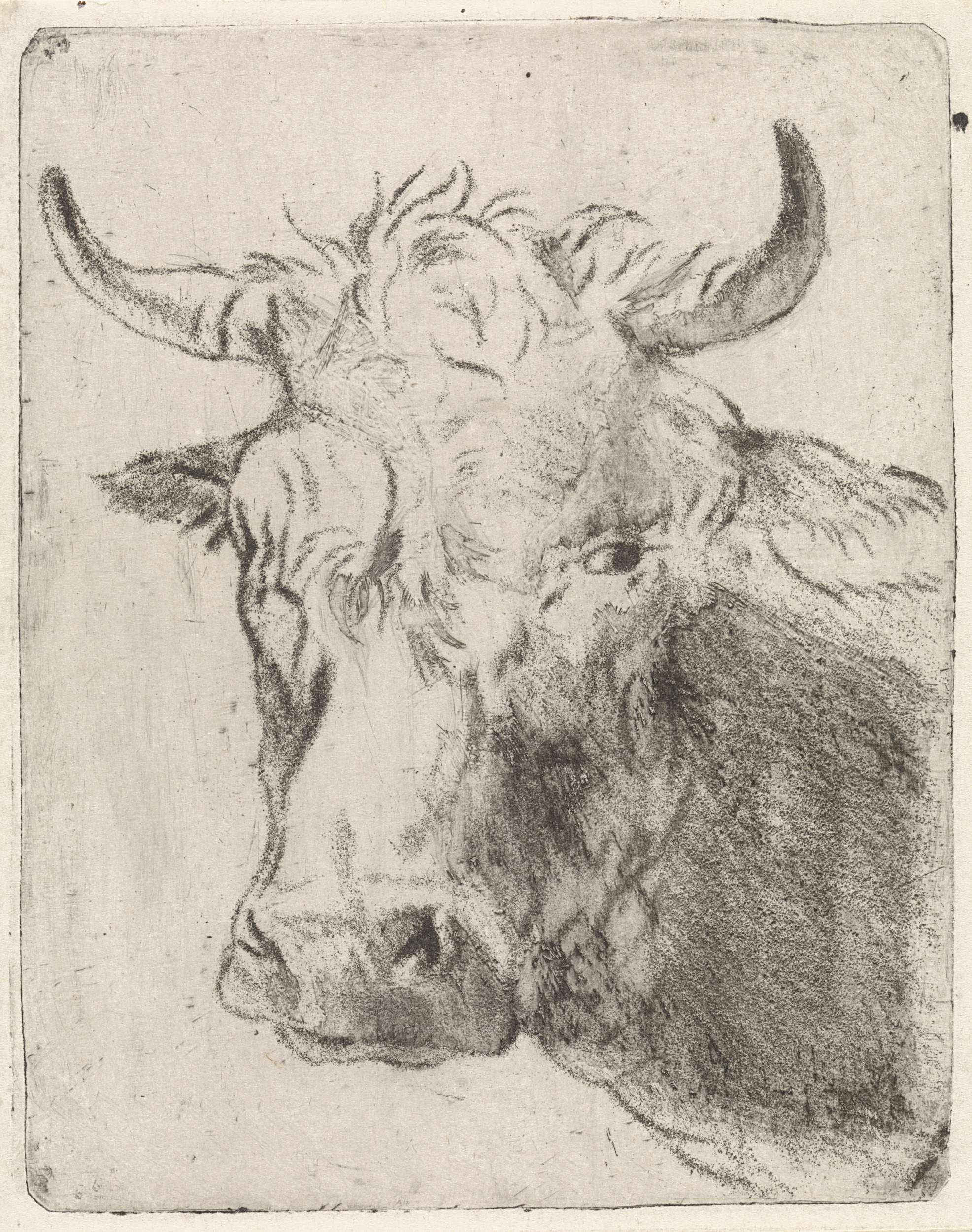 Ossenkop, naar links, by Pieter Janson, public domain