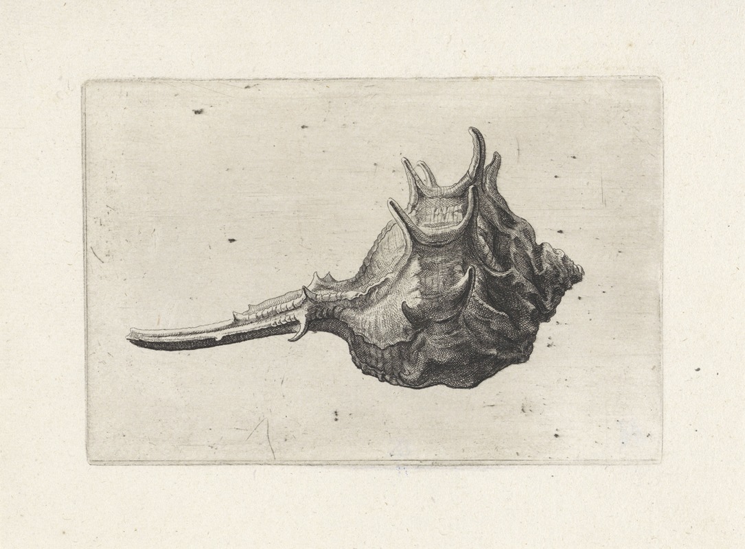 An intricate etching of a short-spined murex shell by Wenceslaus Hollar.